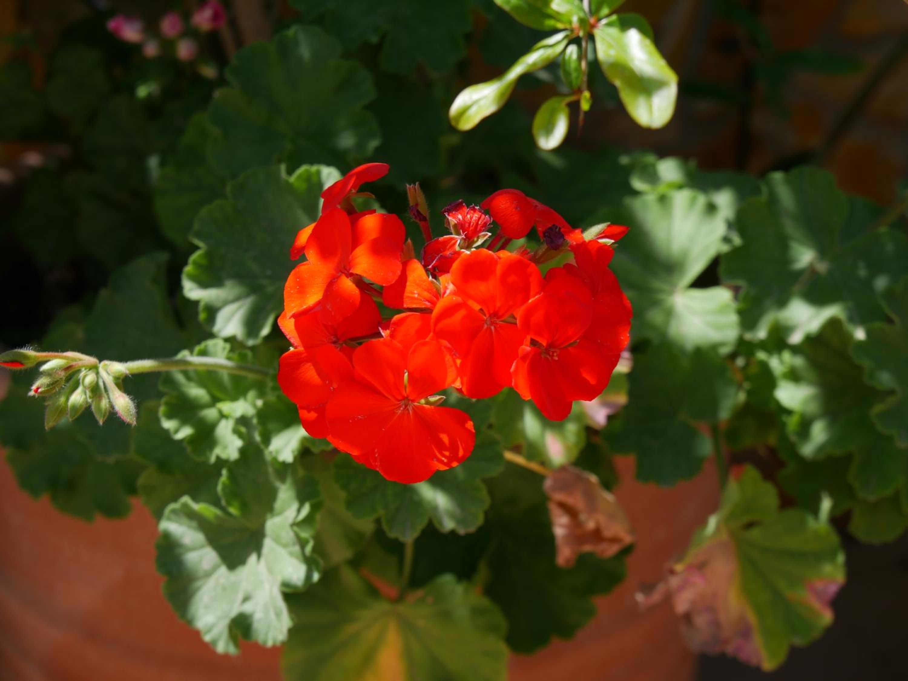 250 metres from the sea an independent tiny house with a yard full of flowers! Spitaki the Little House! view 4