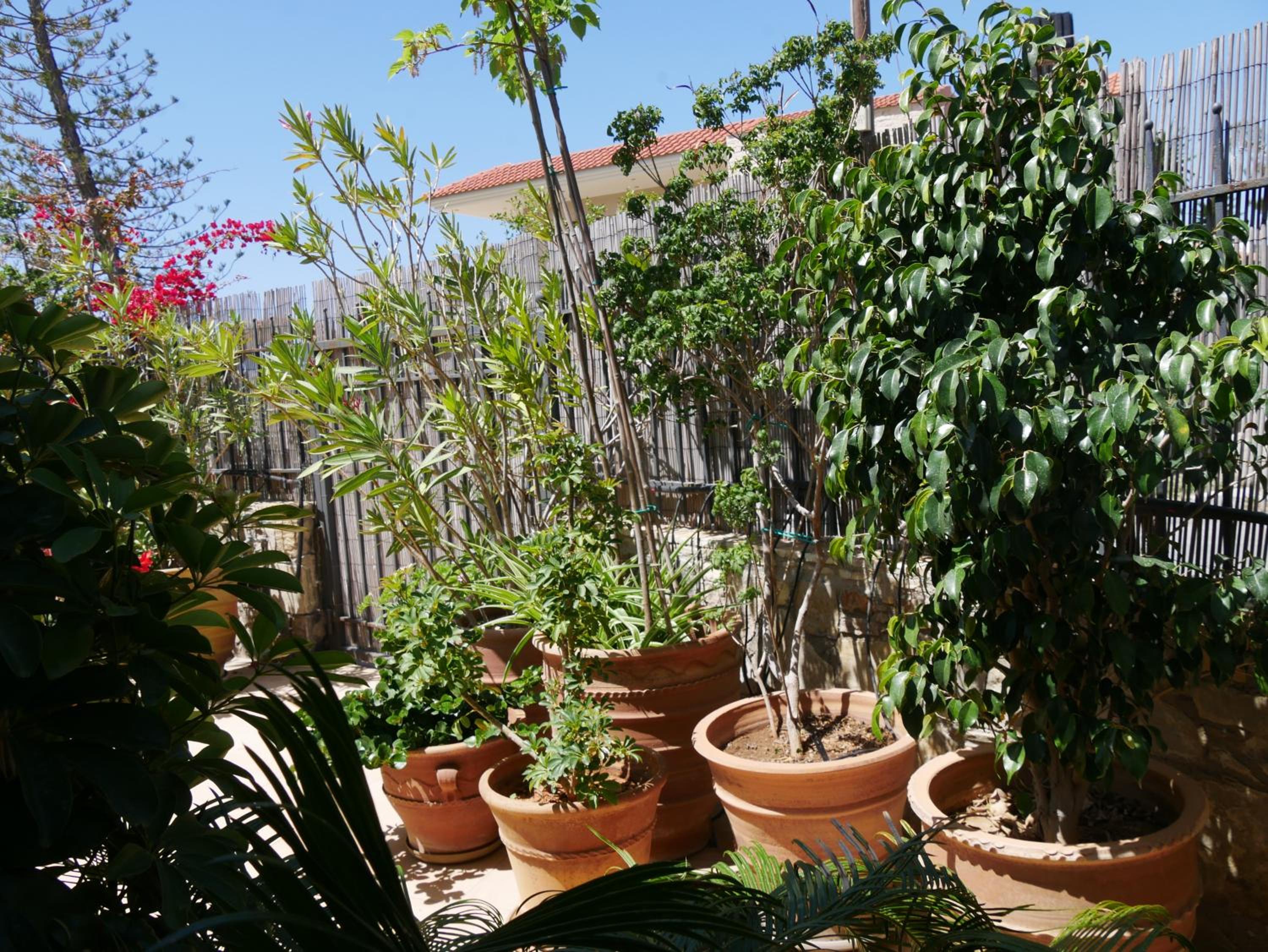 250 metres from the sea an independent tiny house with a yard full of flowers! Spitaki the Little House! view 5