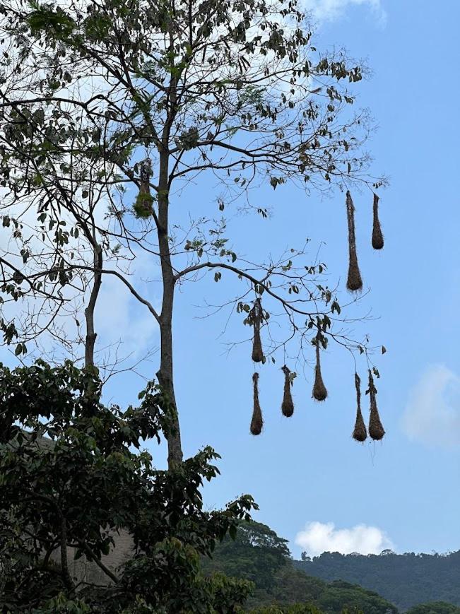 hospedaje en Minca Paraiso de la sierra