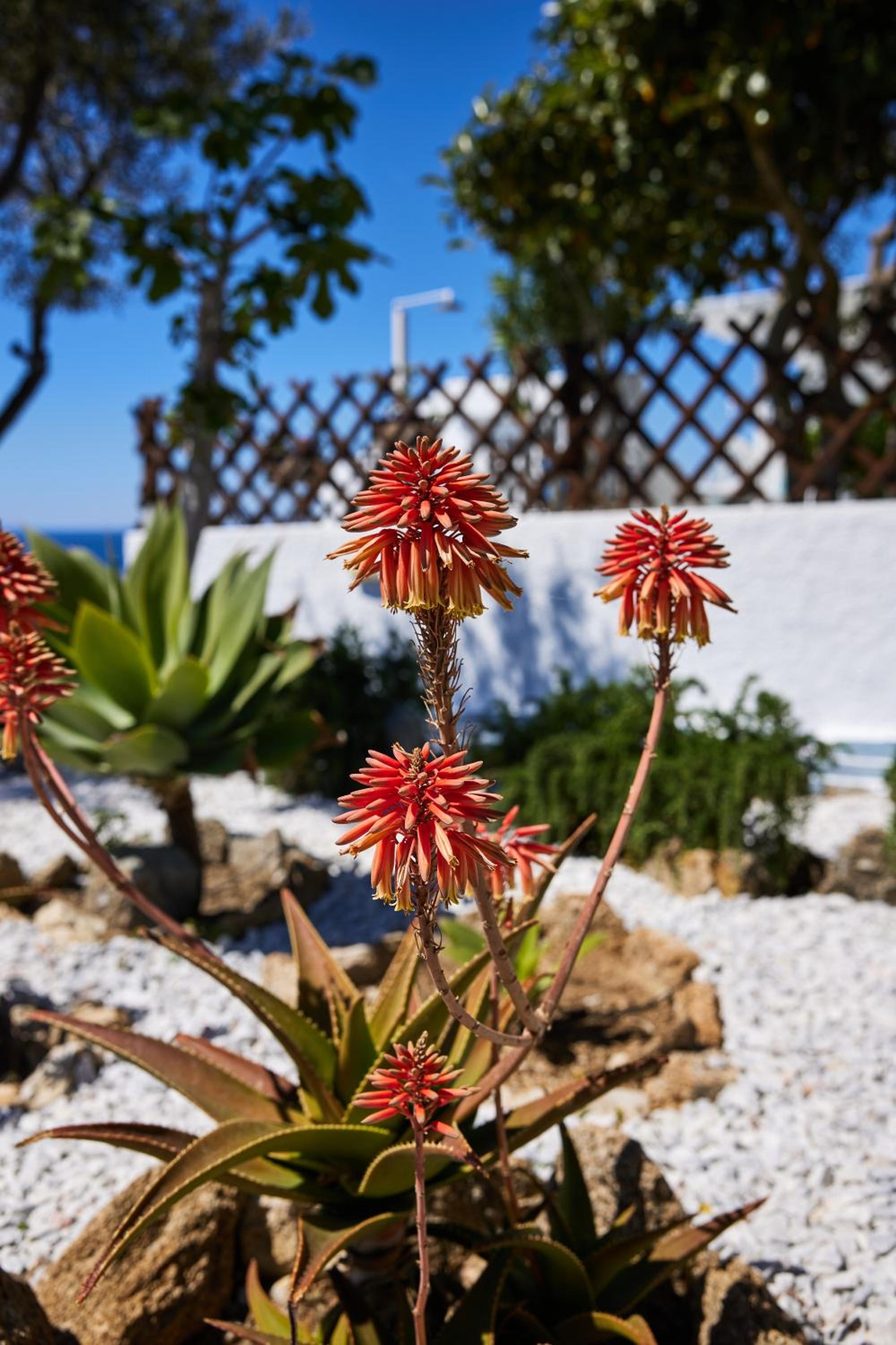Sand Lily Villa Mykonos