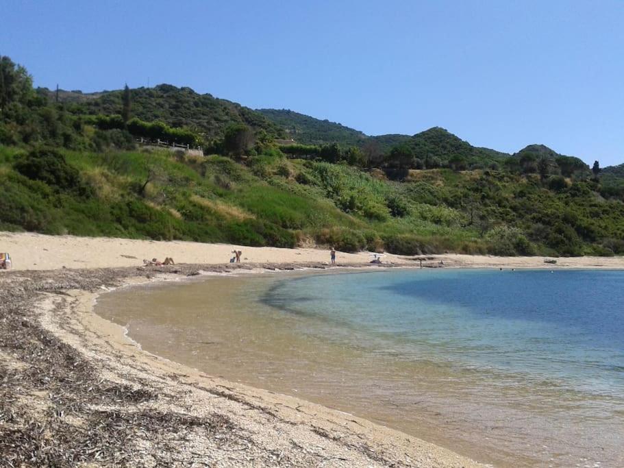 rizoma