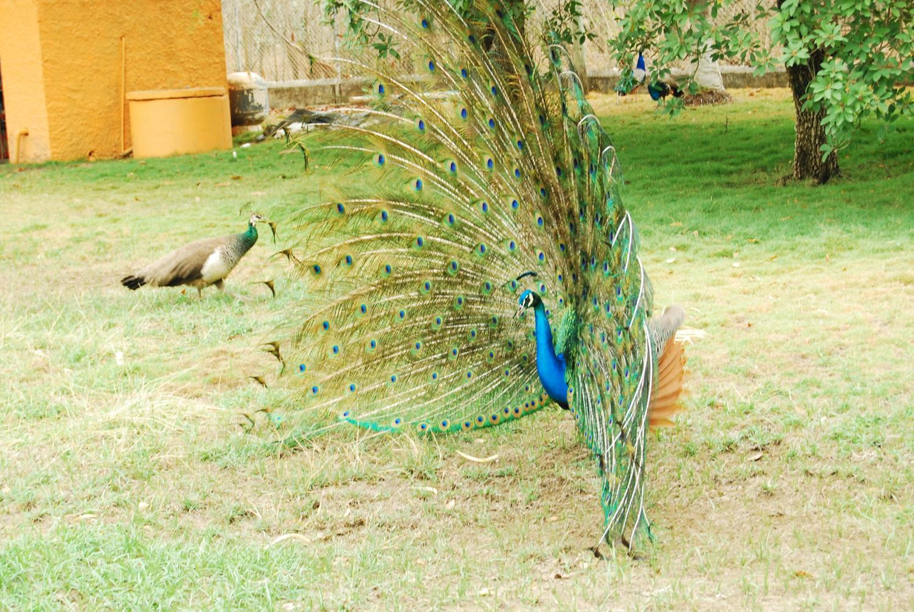 Finca la Querendona