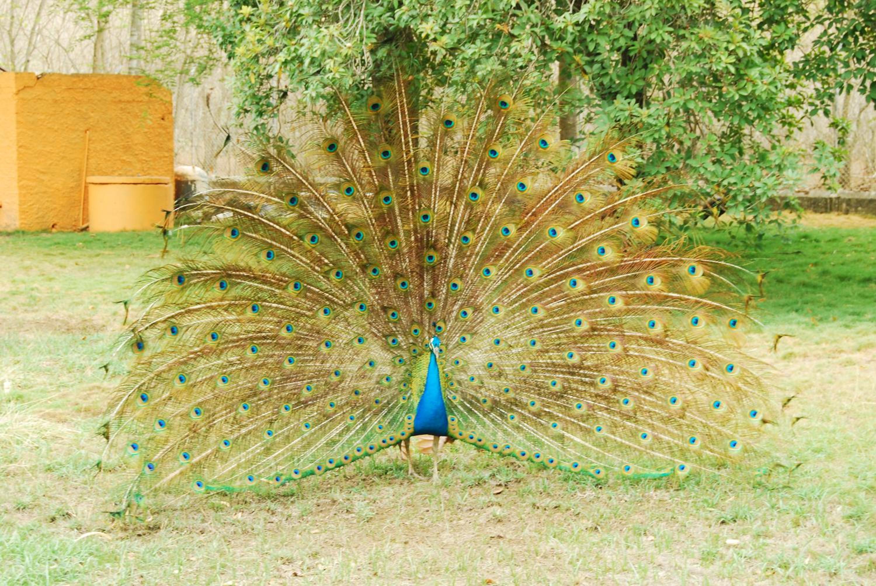 Finca la Querendona