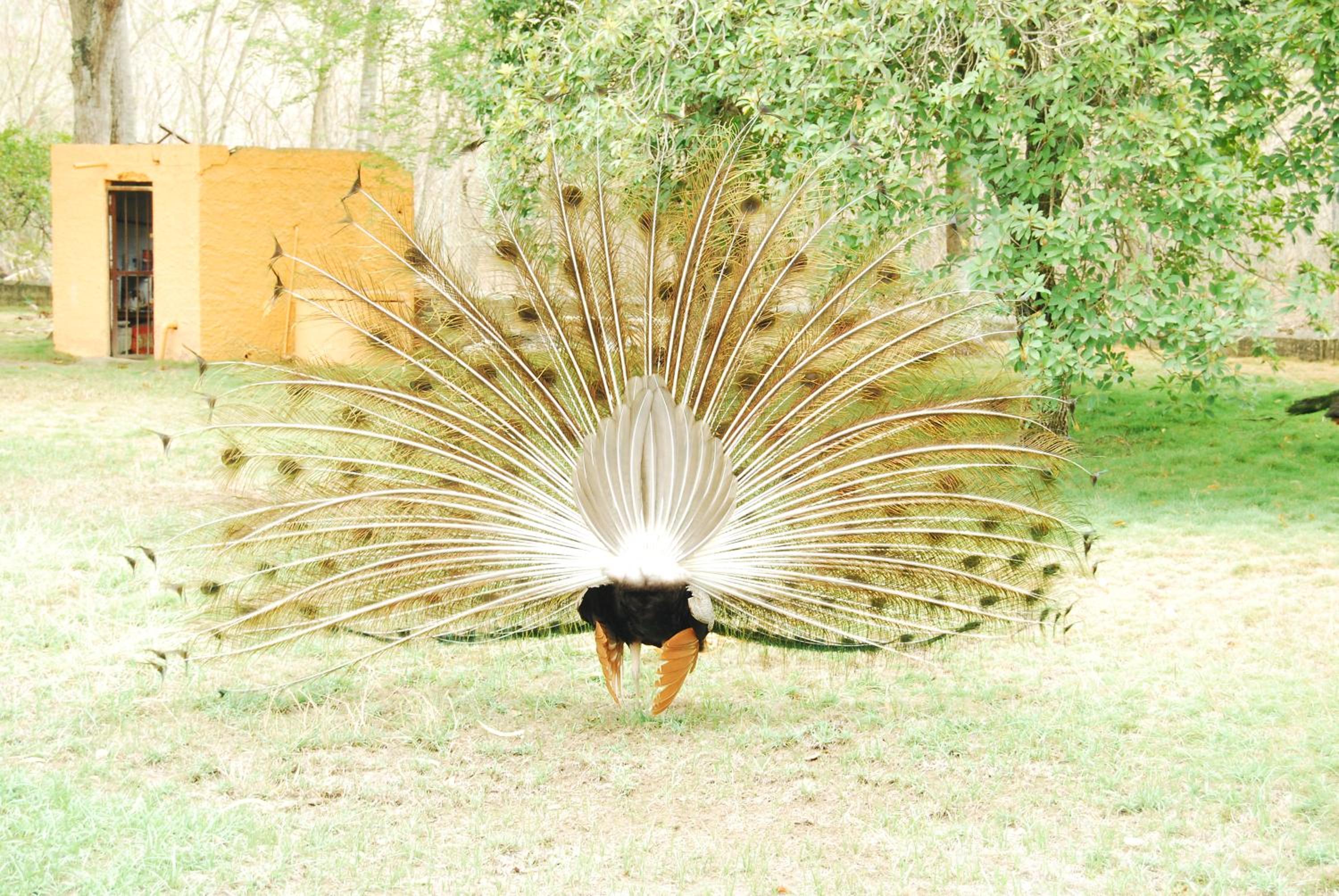 Finca la Querendona