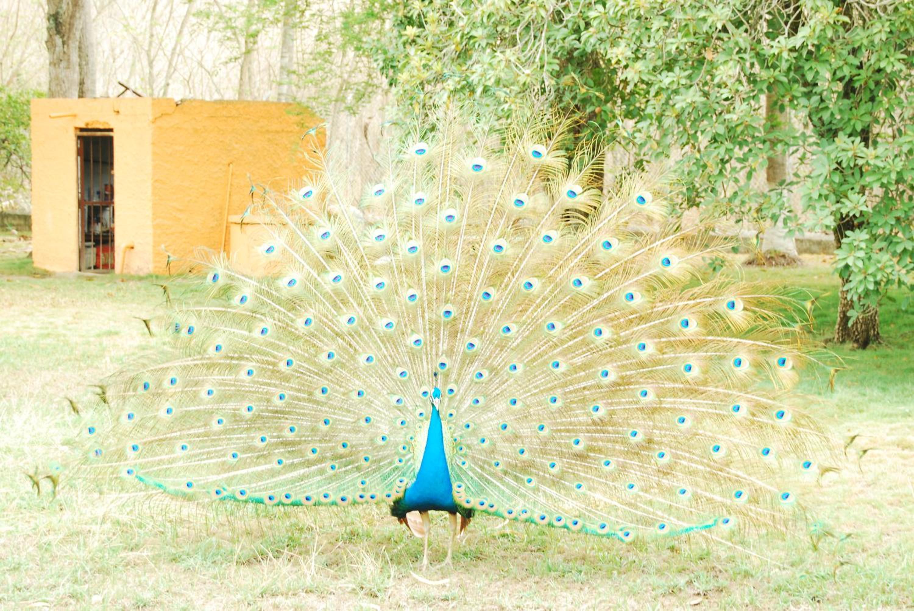 Finca la Querendona