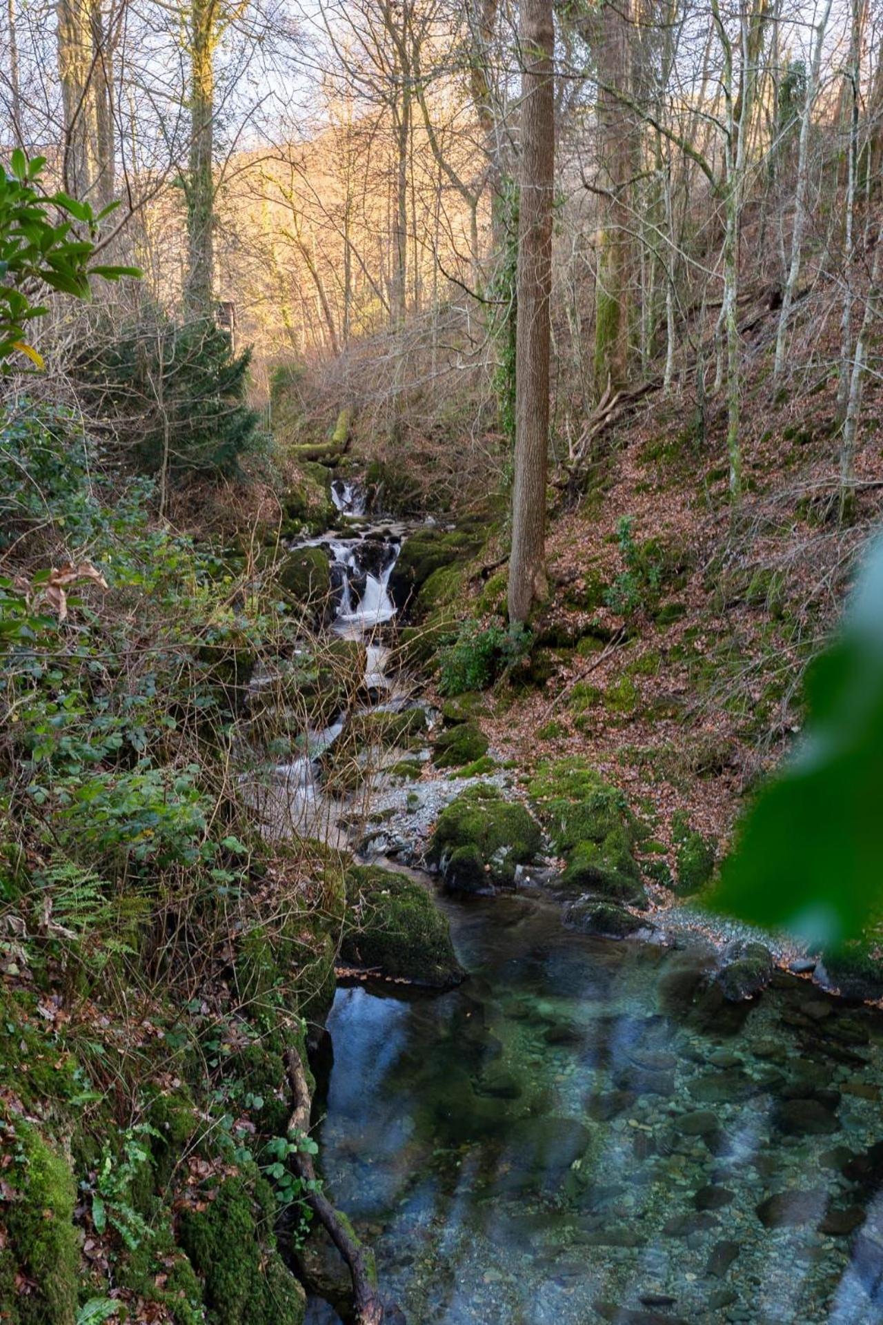 Hollybrook