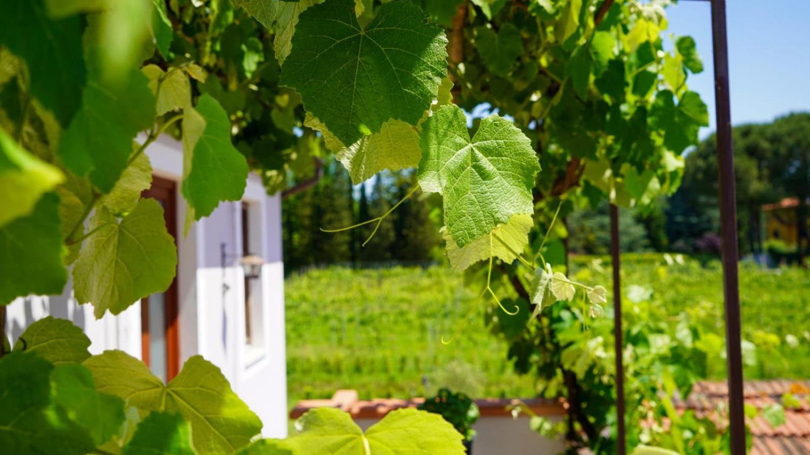 Wine House