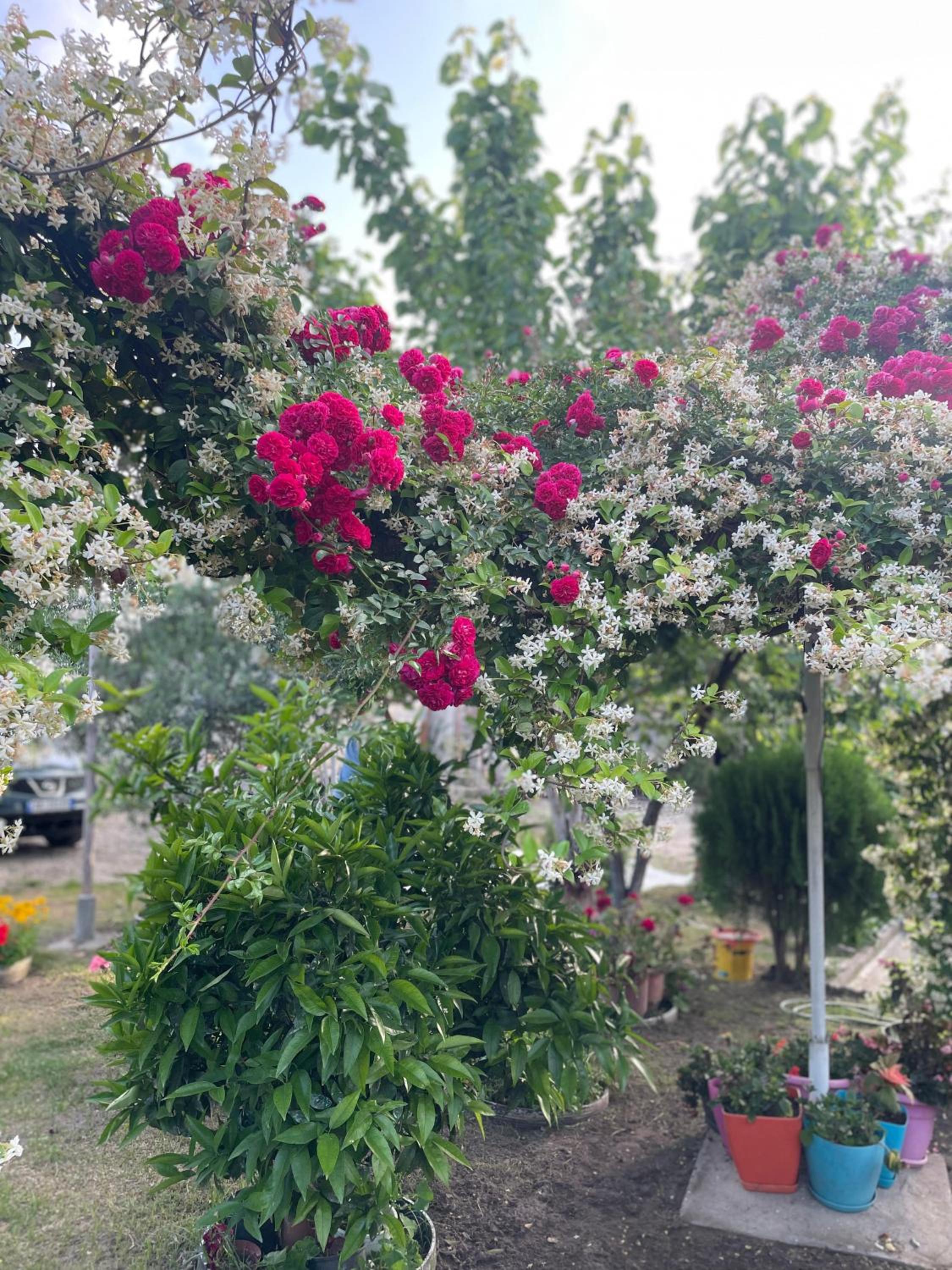 Guest House Miracle Garden