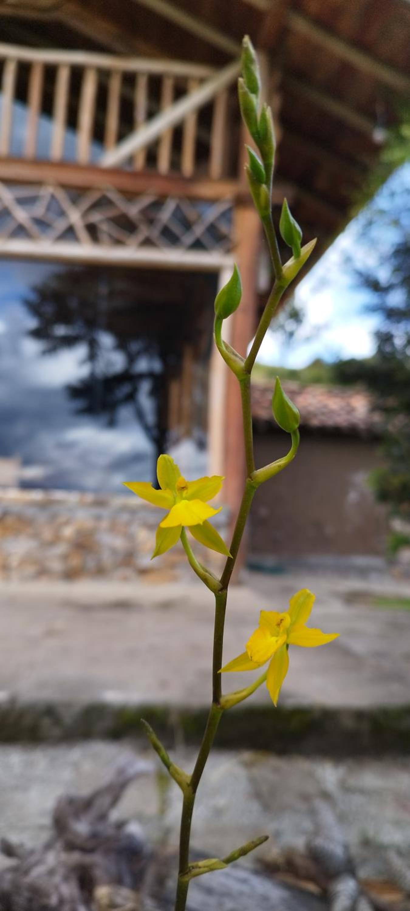 Cabaña Lato_puzhio