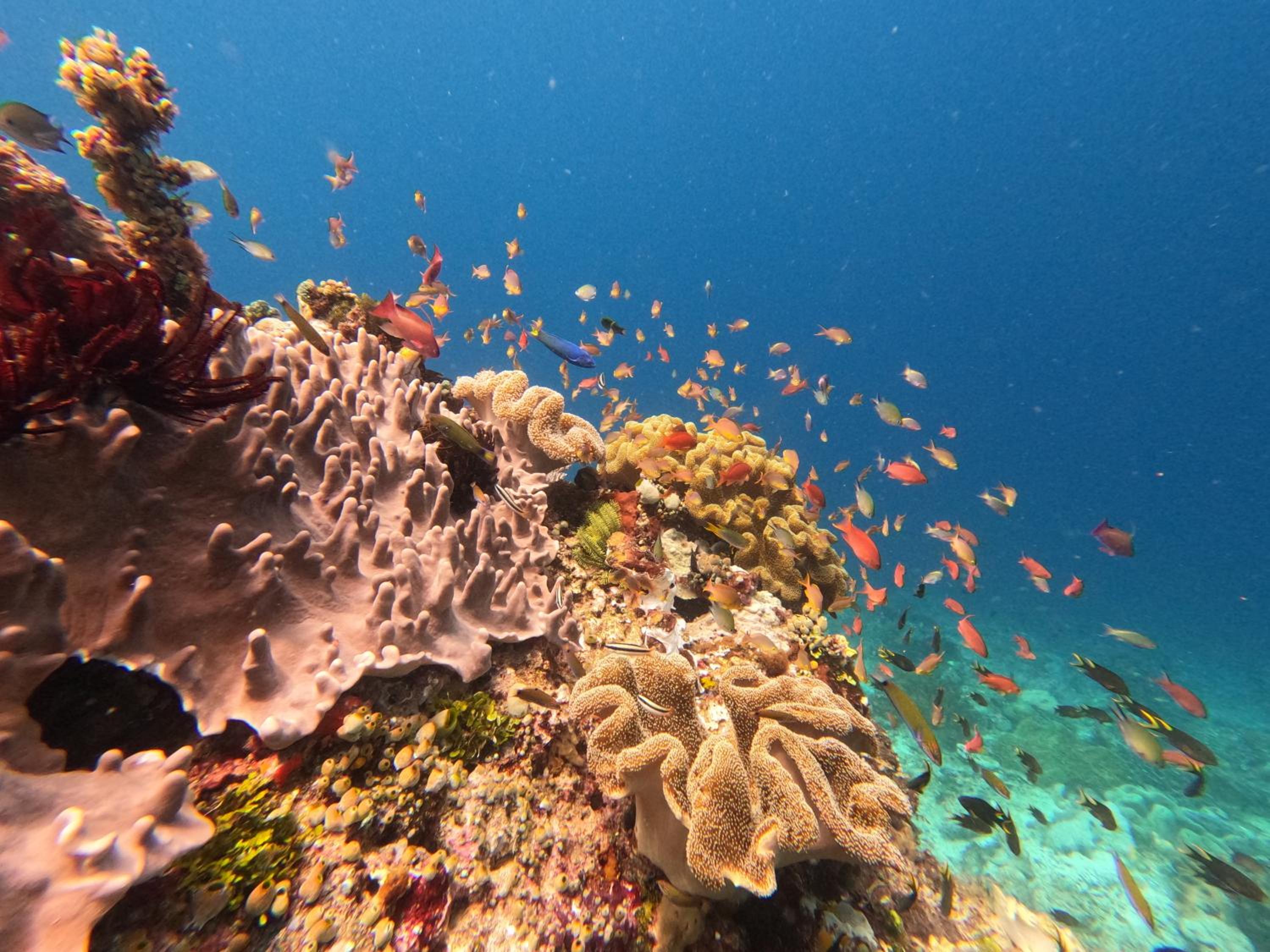 Snonbepur homestay Raja Ampat