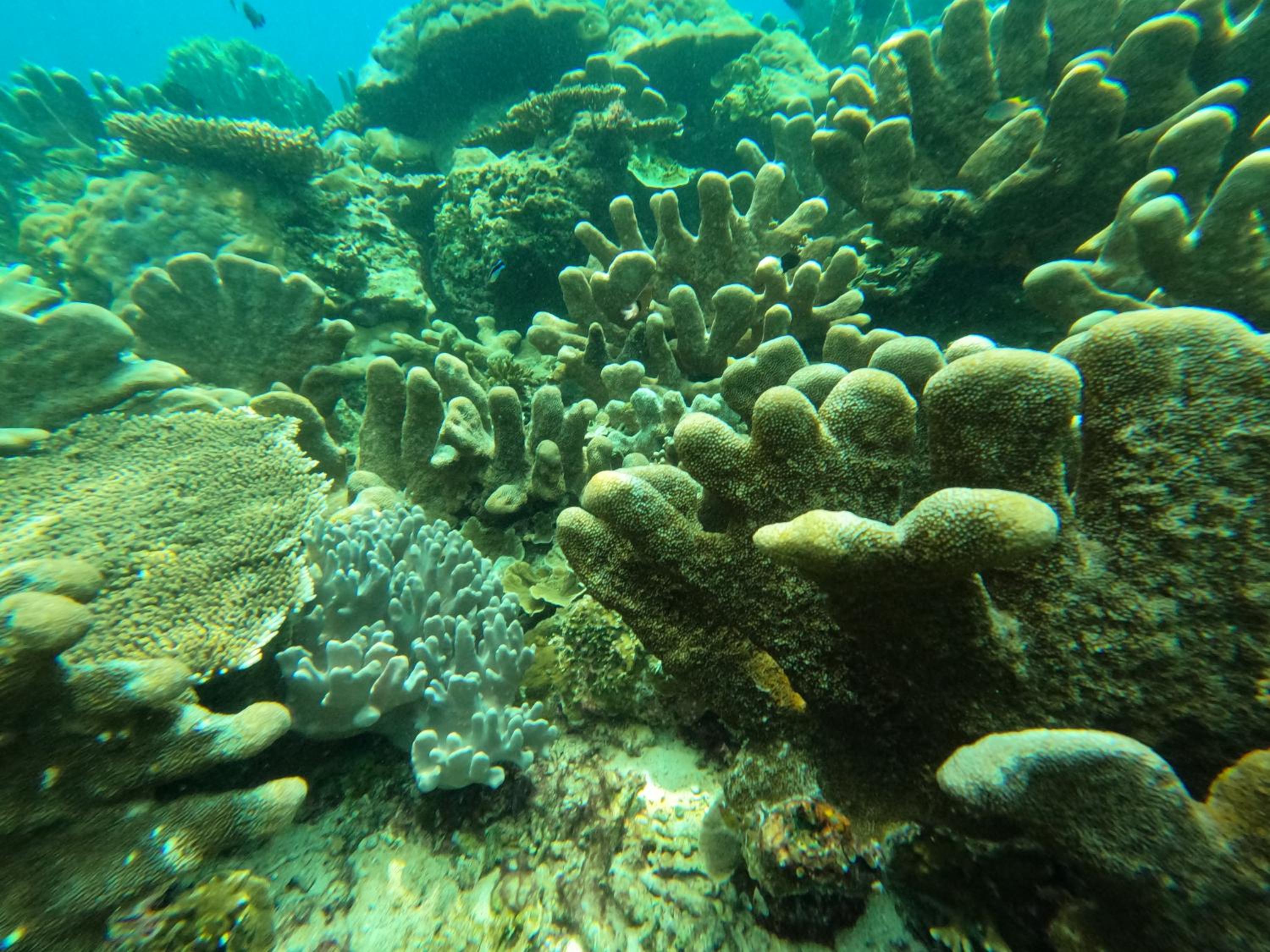 Snonbepur homestay Raja Ampat