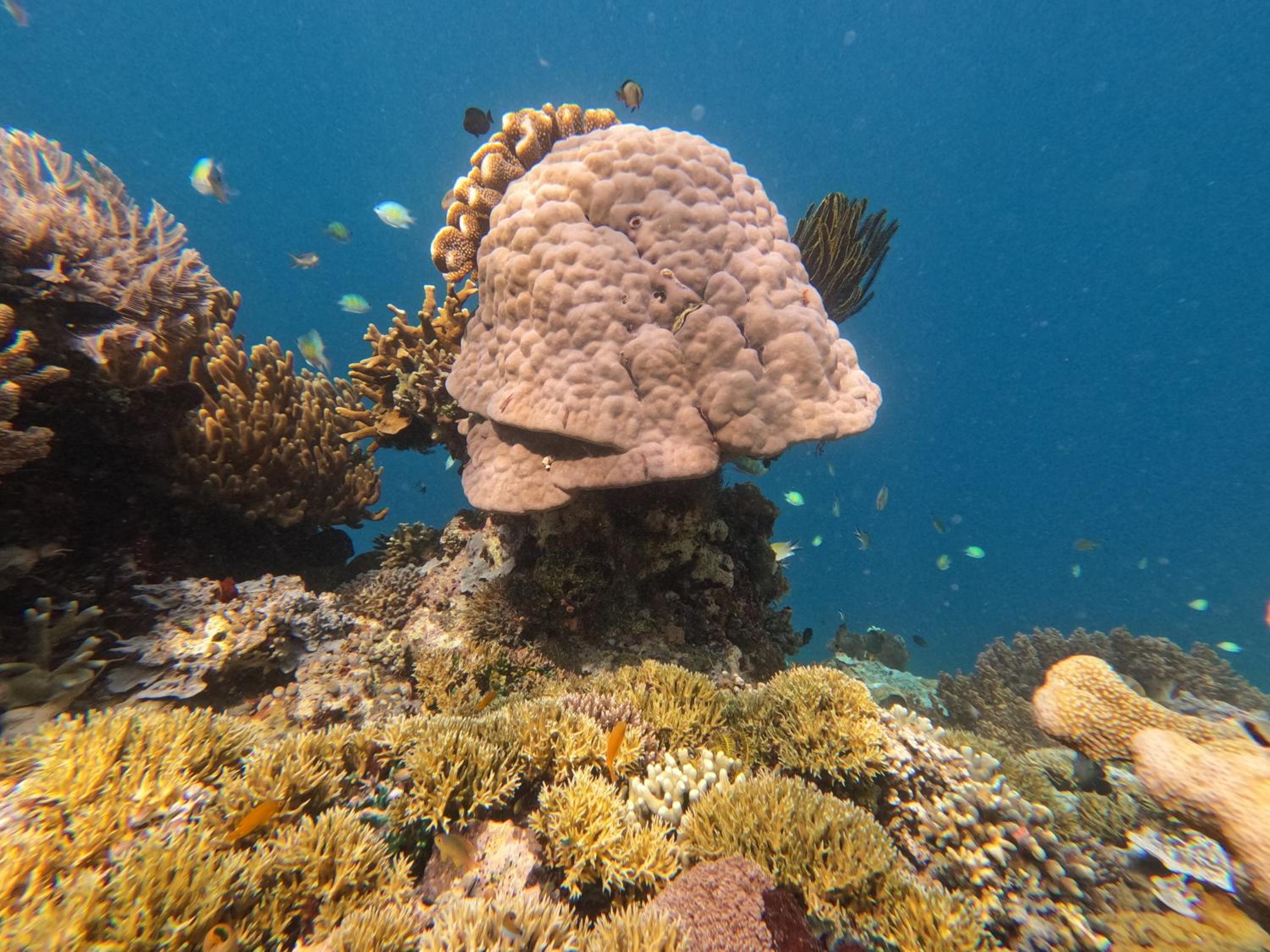 Snonbepur homestay Raja Ampat