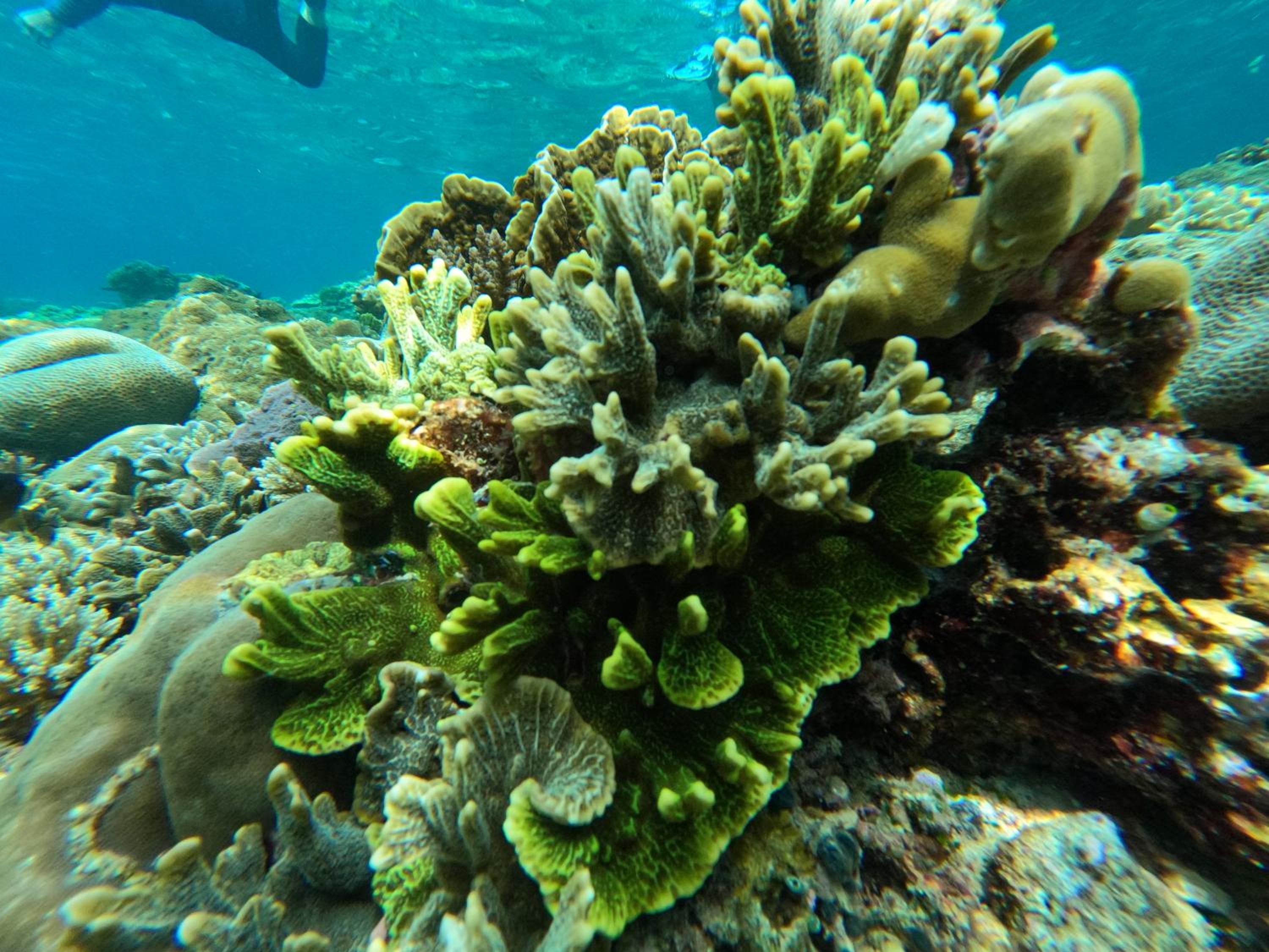 Snonbepur homestay Raja Ampat