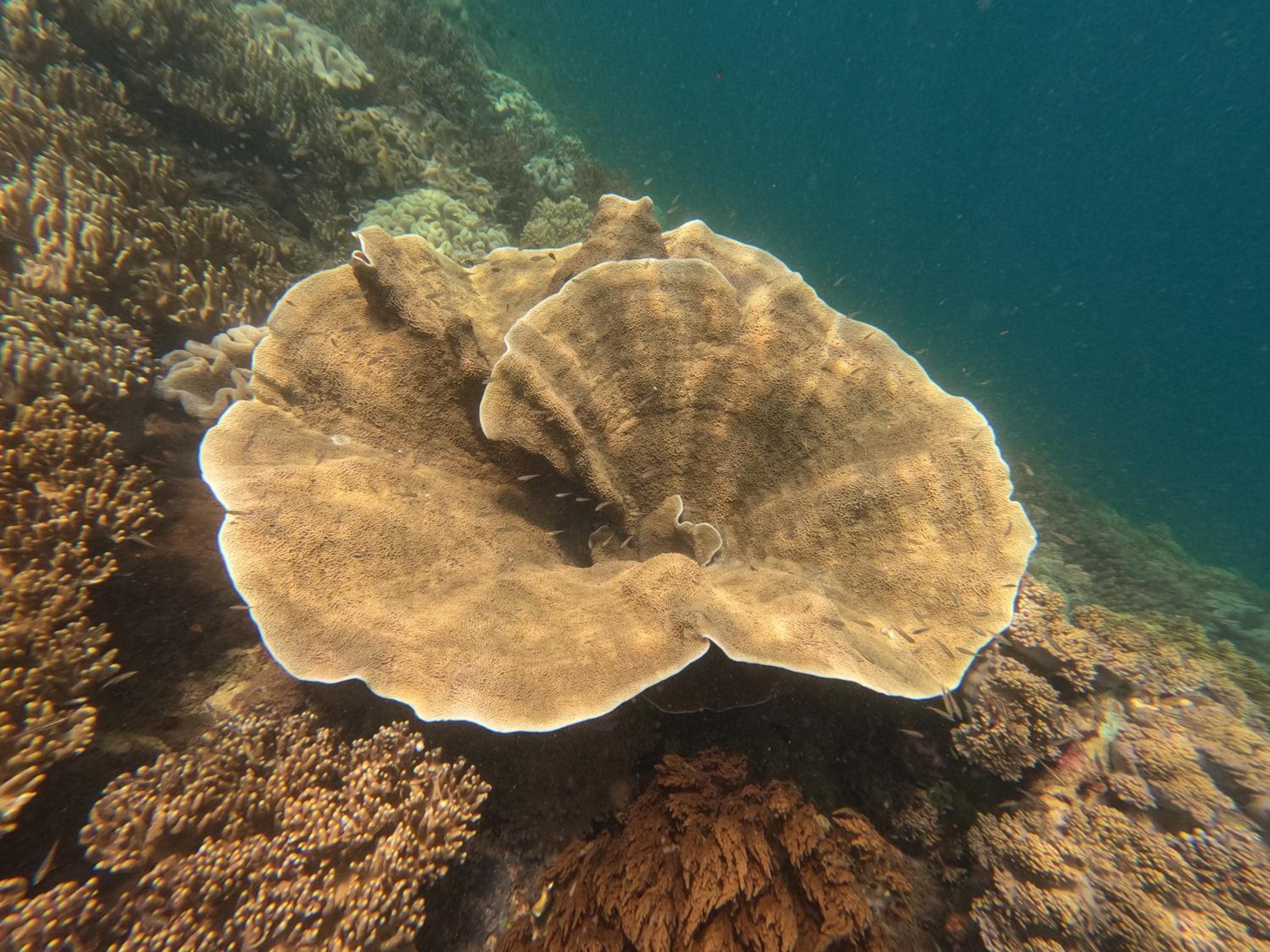 Snonbepur homestay Raja Ampat