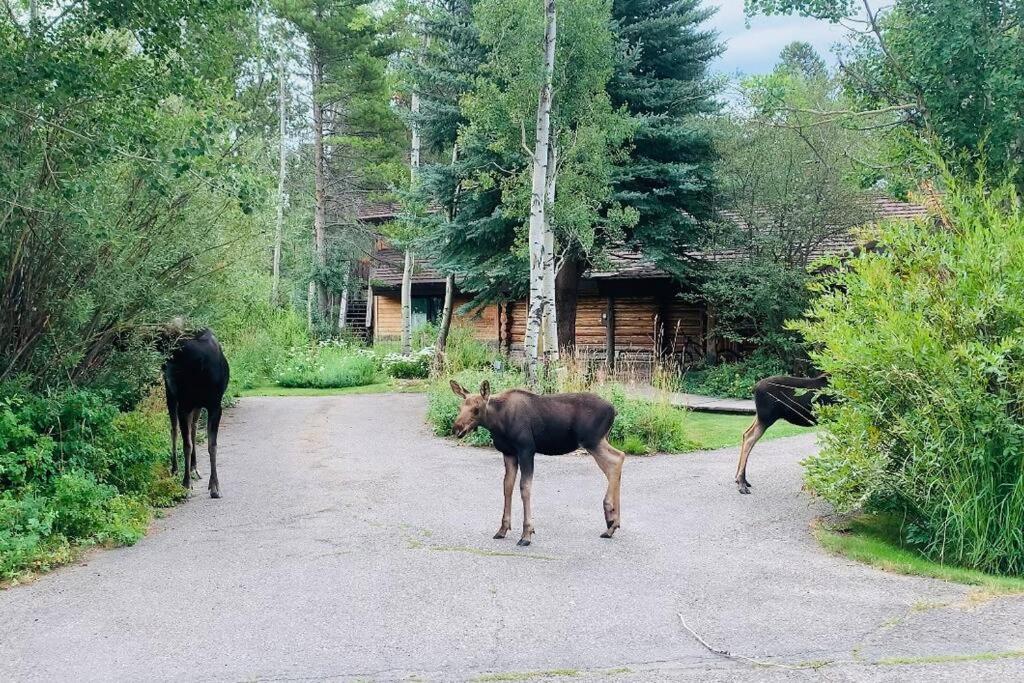 Aspen's Cabin