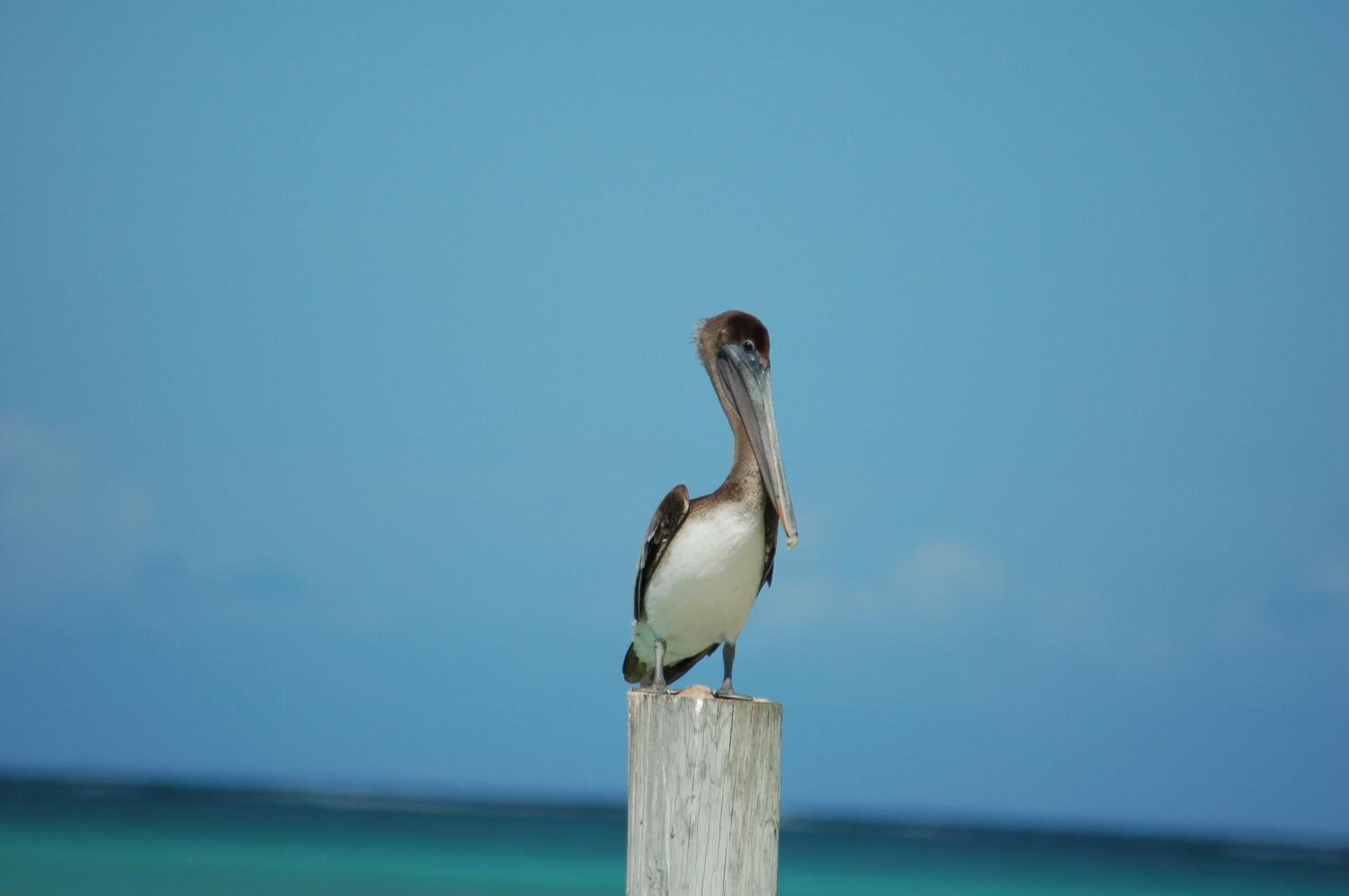 Slow M'Ocean Paradise - Photo 33