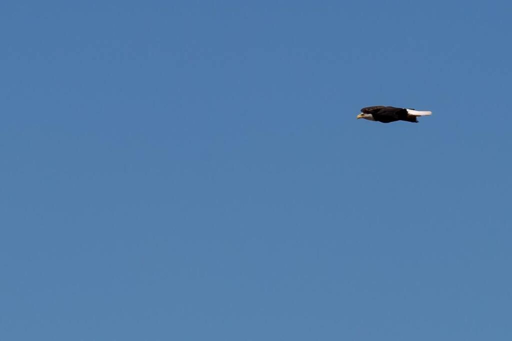 The Eagle's Landing on Minamkeak Lake - A Serene Escape