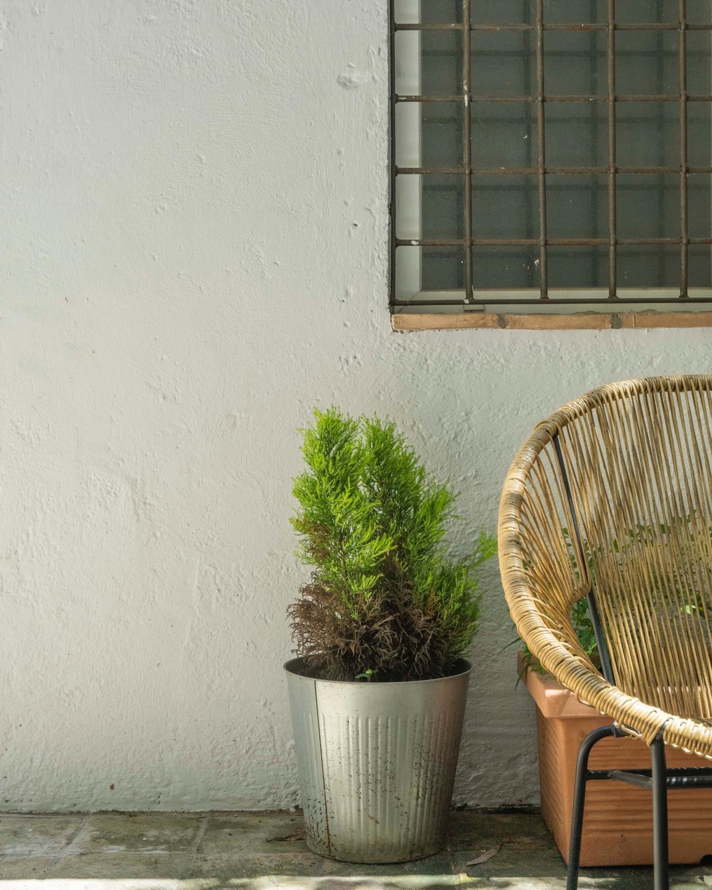 Piazza Cavour Zen Garden-ZEN36