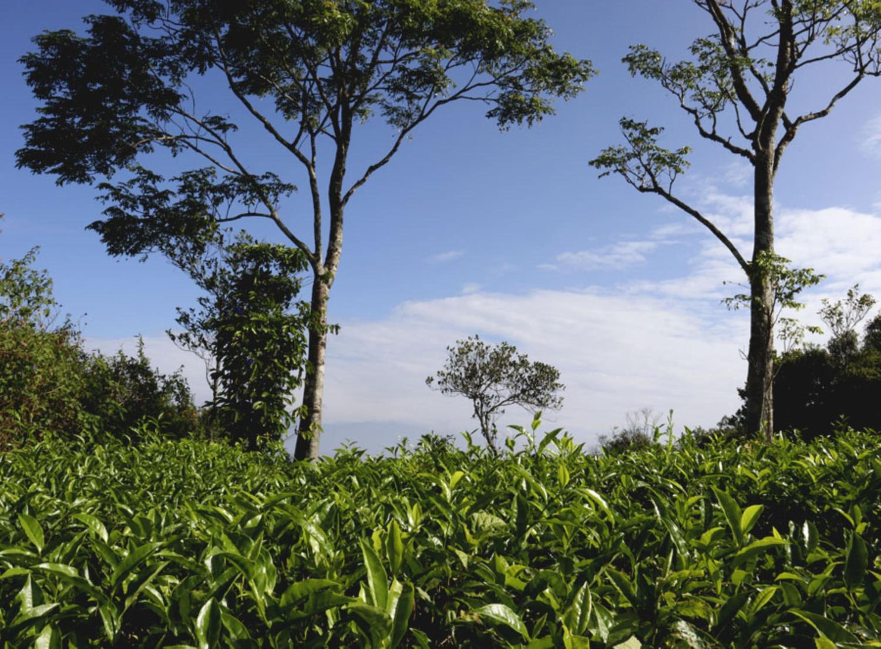 Heritage Farm Idukki