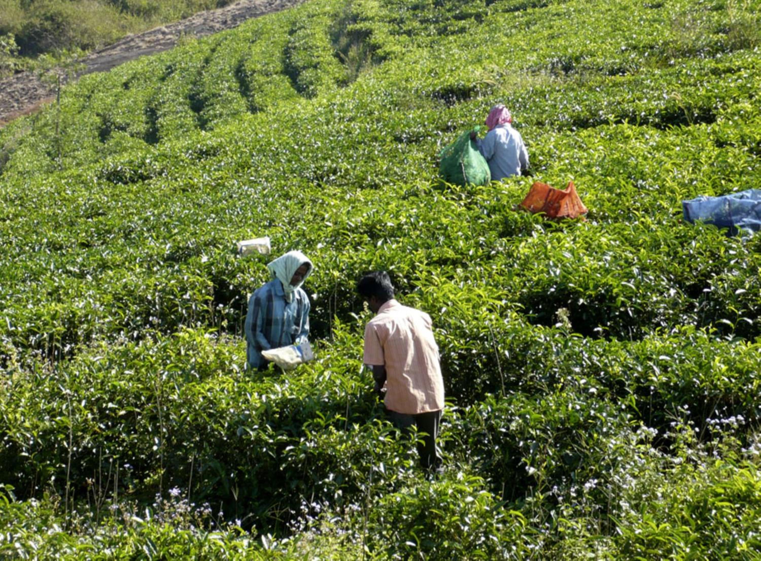 Heritage Farm Idukki