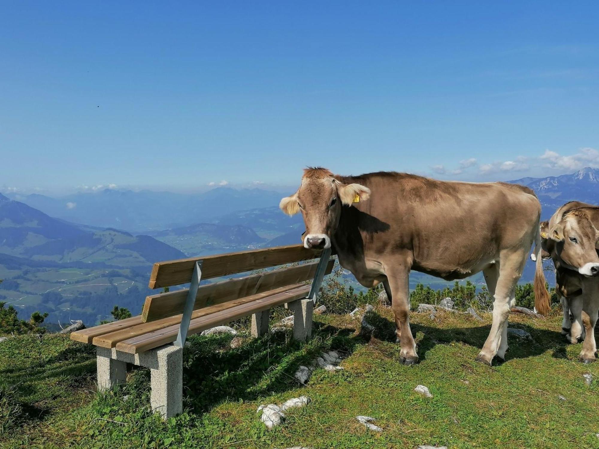 Ferienwohnung in Panorama Alleinlage Kitzbüheler AlpenWILD63 by FeWo-Plan