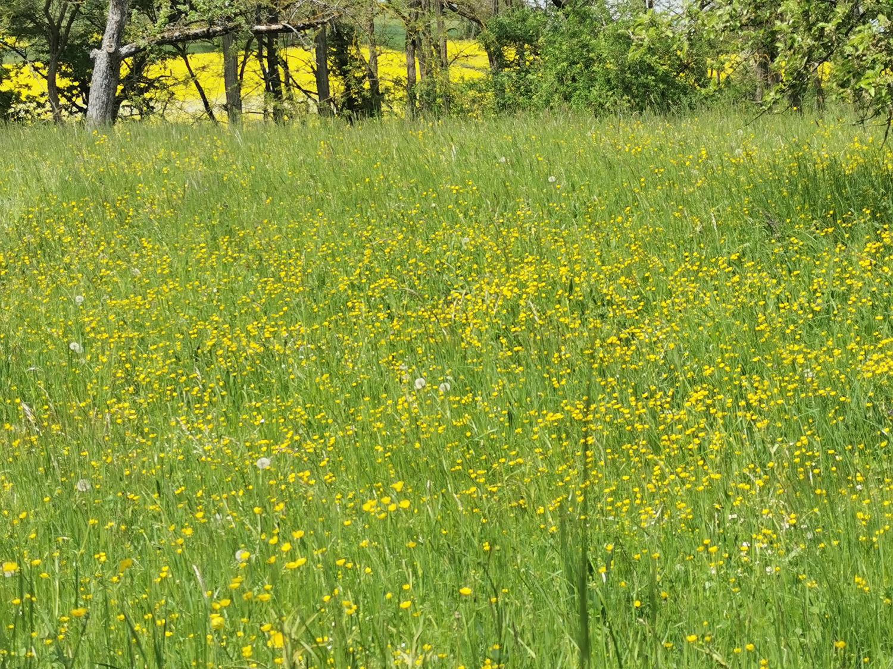 Im Herzen des Kraichgaus 2