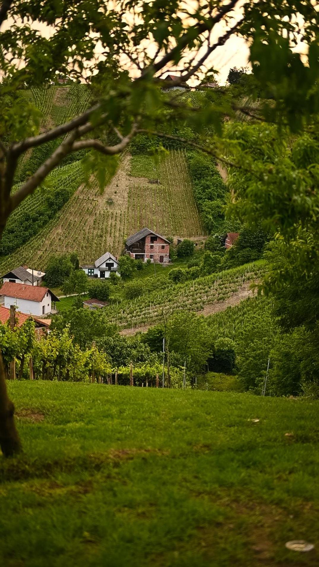Vineyard View by Golden Pinpoint