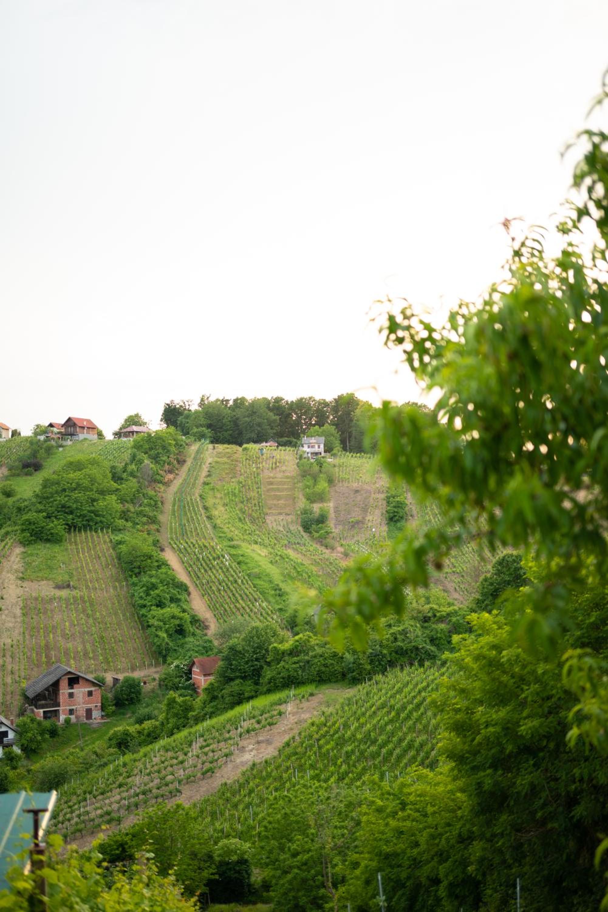 Vineyard View by Golden Pinpoint