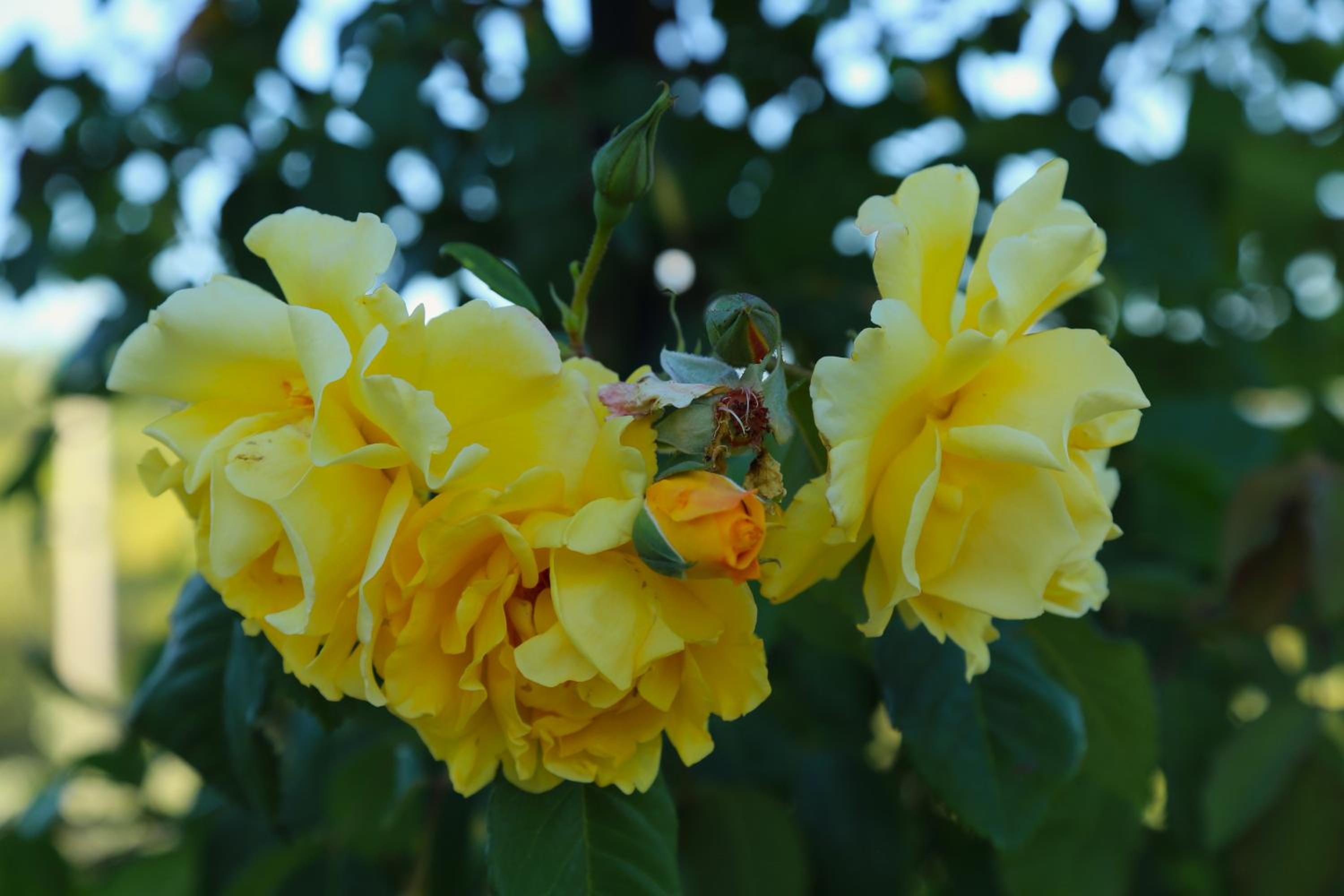 Photo 42