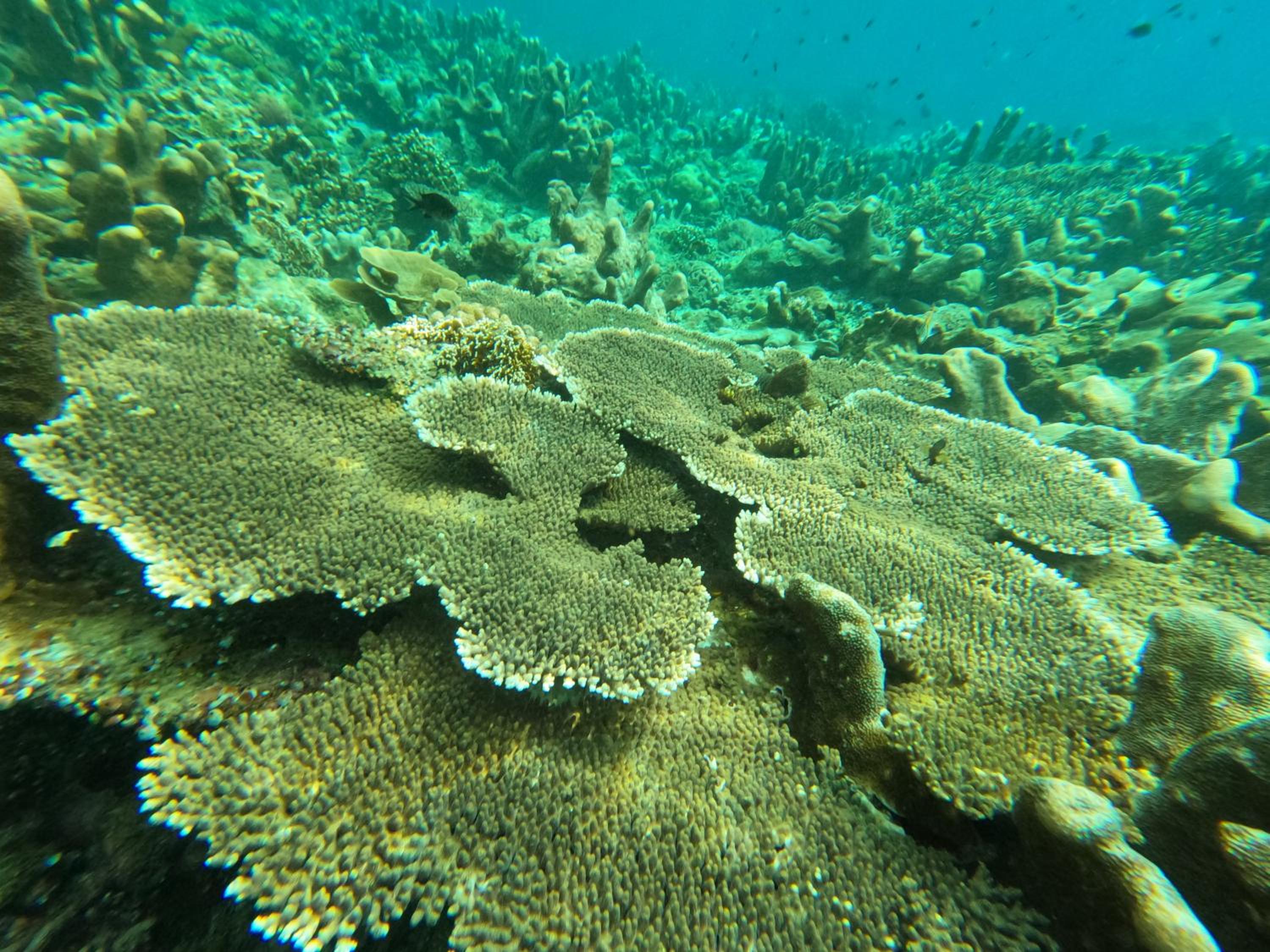 Snonbepur homestay Raja Ampat