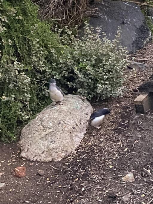 The Cozy Penguin with Sea Views
