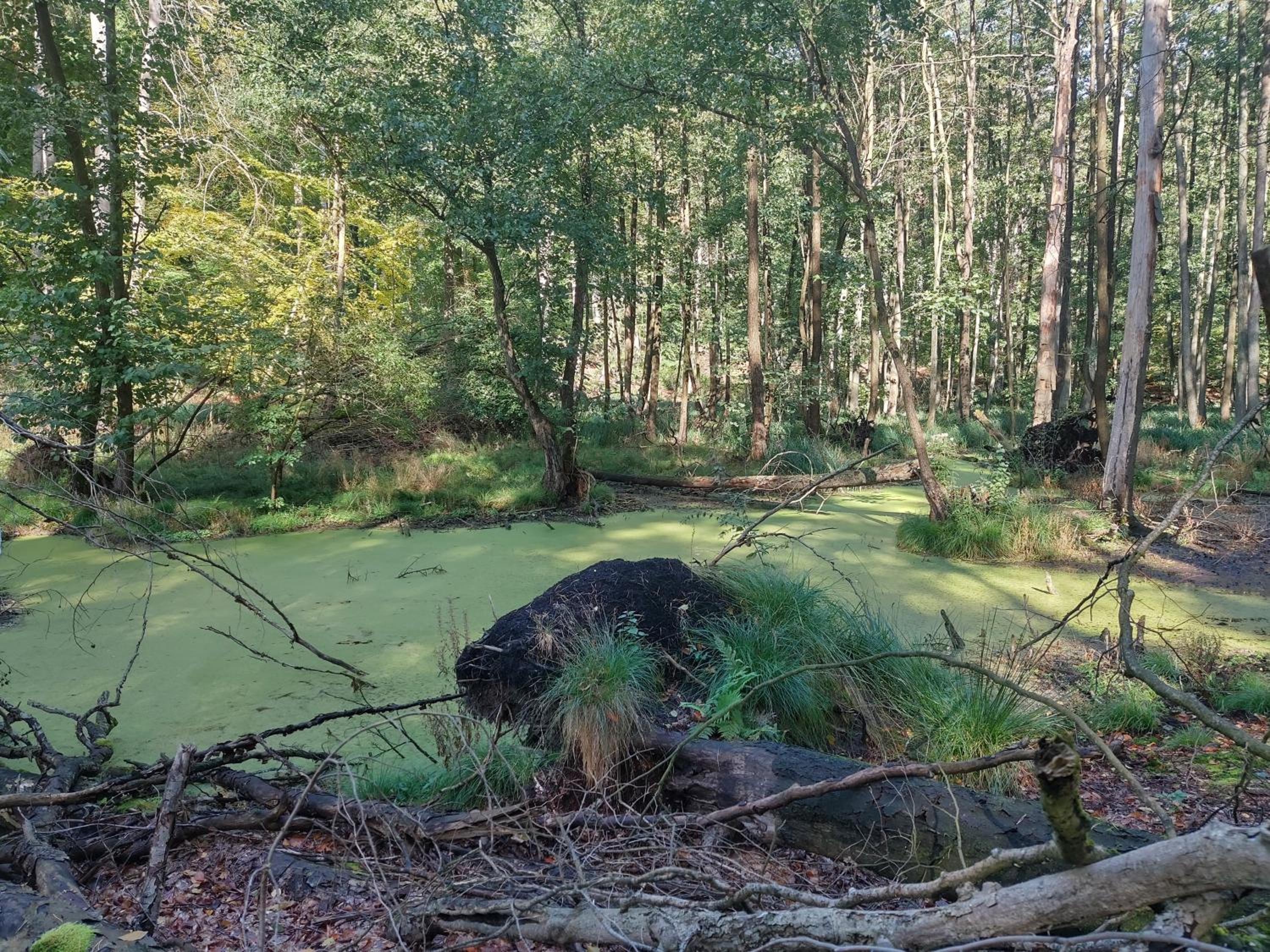 Ferienhaus Naturpur Chorin