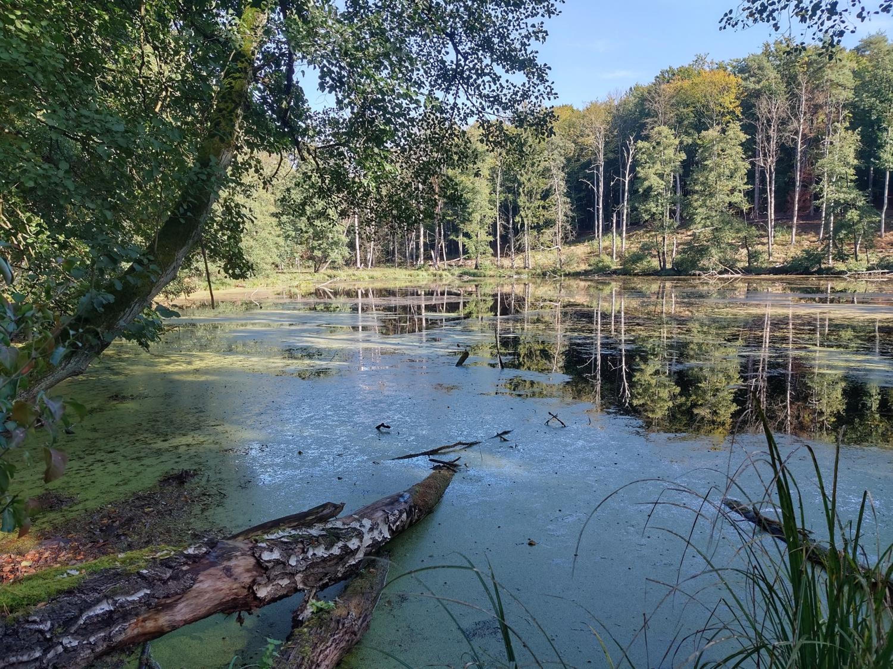 Ferienhaus Naturpur Chorin
