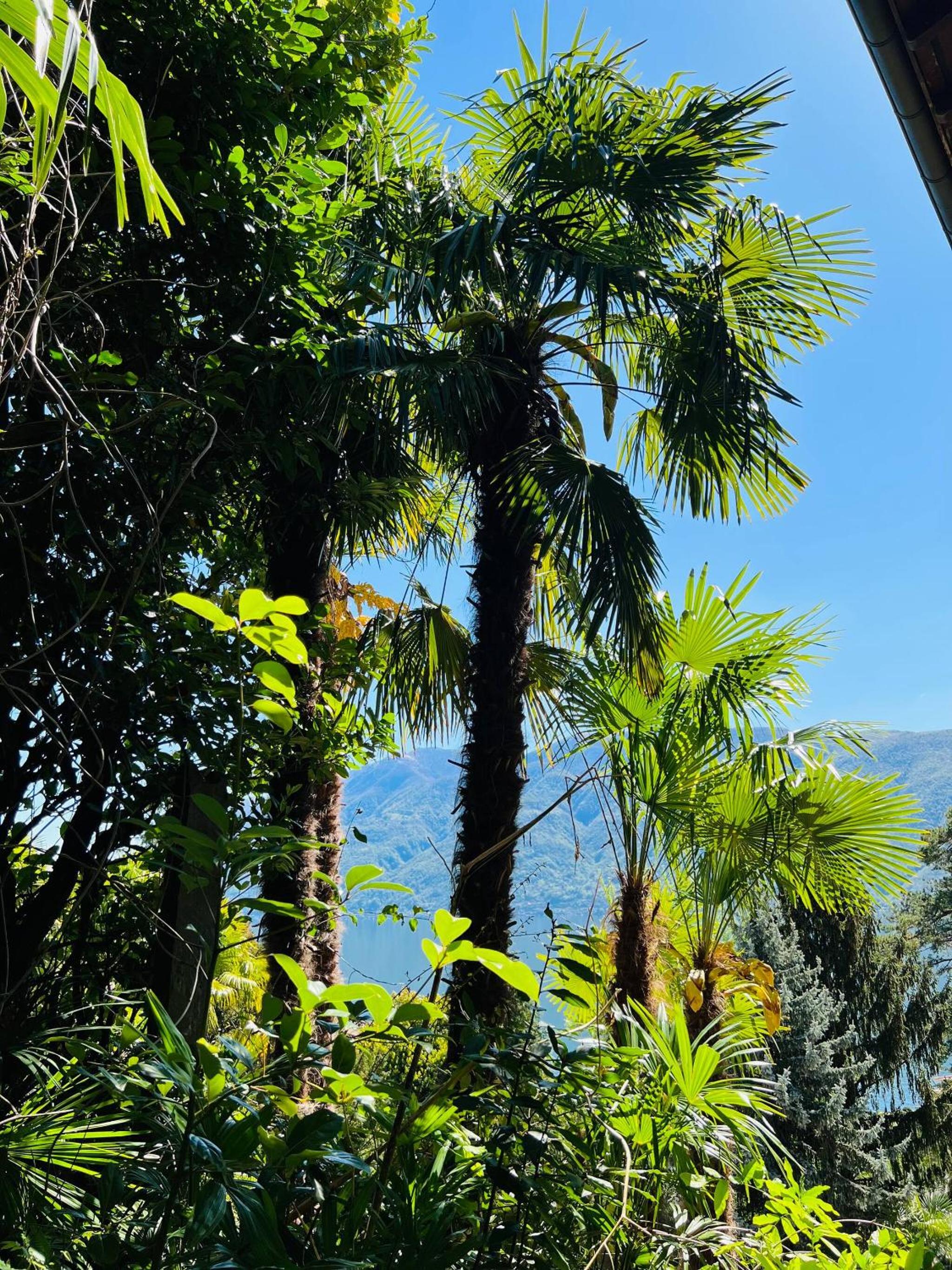 Enchanting View of lake Maggiore Mountains