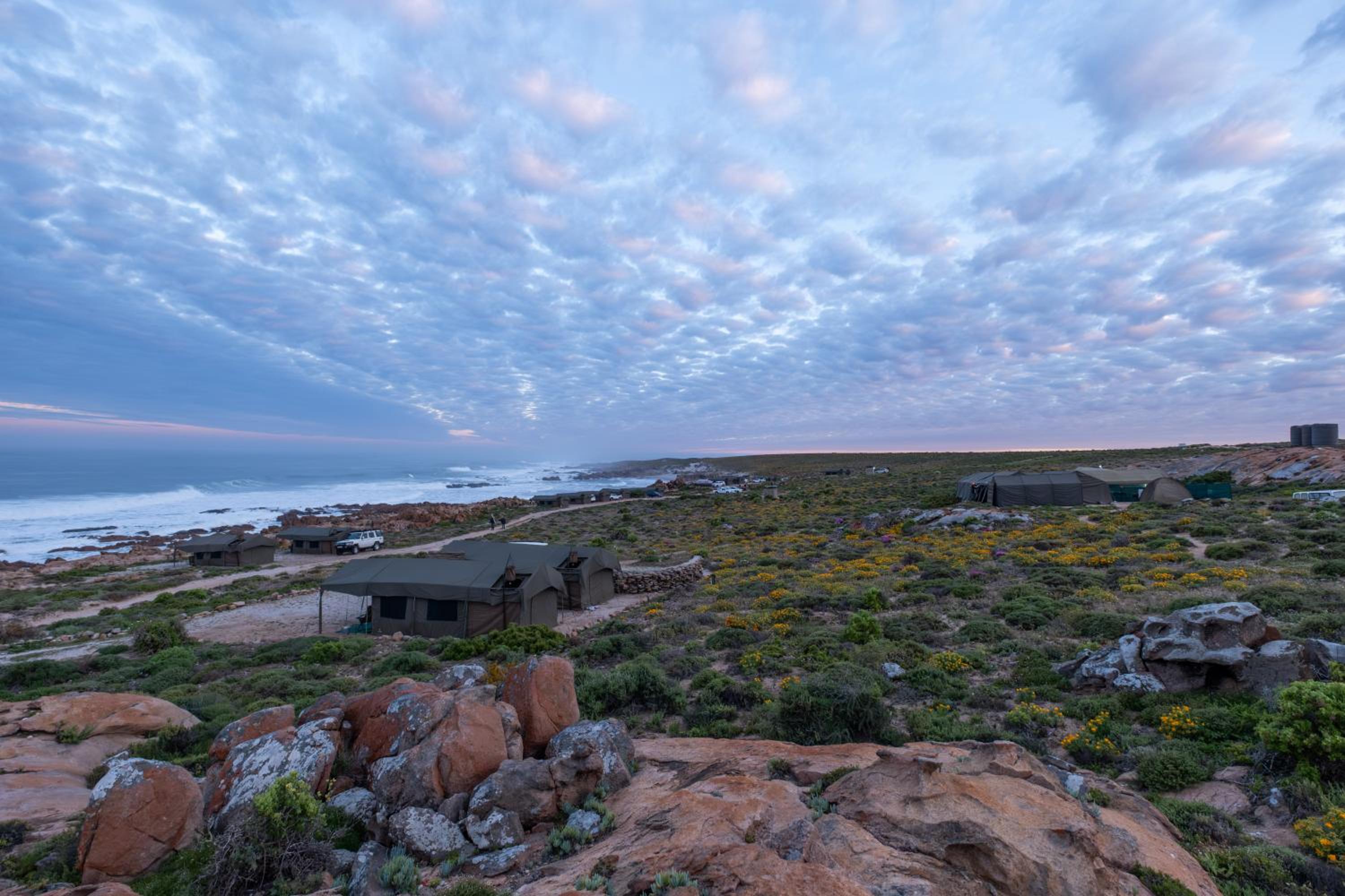 Namaqua Flowers Beach Camp