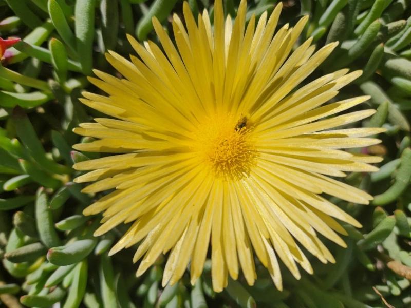Namaqua Flowers Beach Camp