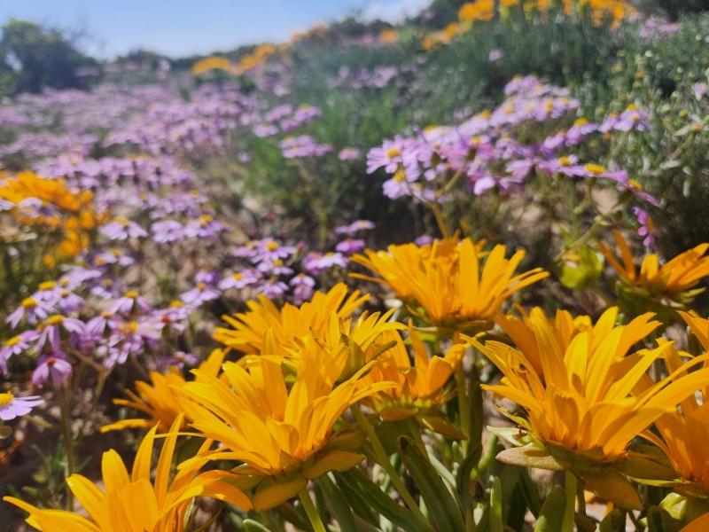 Namaqua Flowers Beach Camp