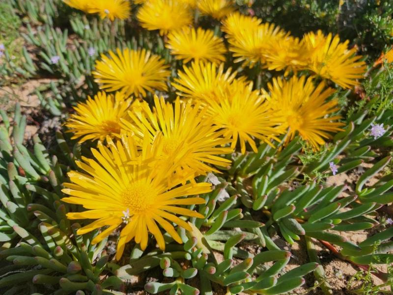 Namaqua Flowers Beach Camp