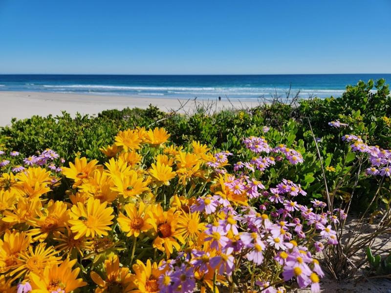 Namaqua Flowers Beach Camp