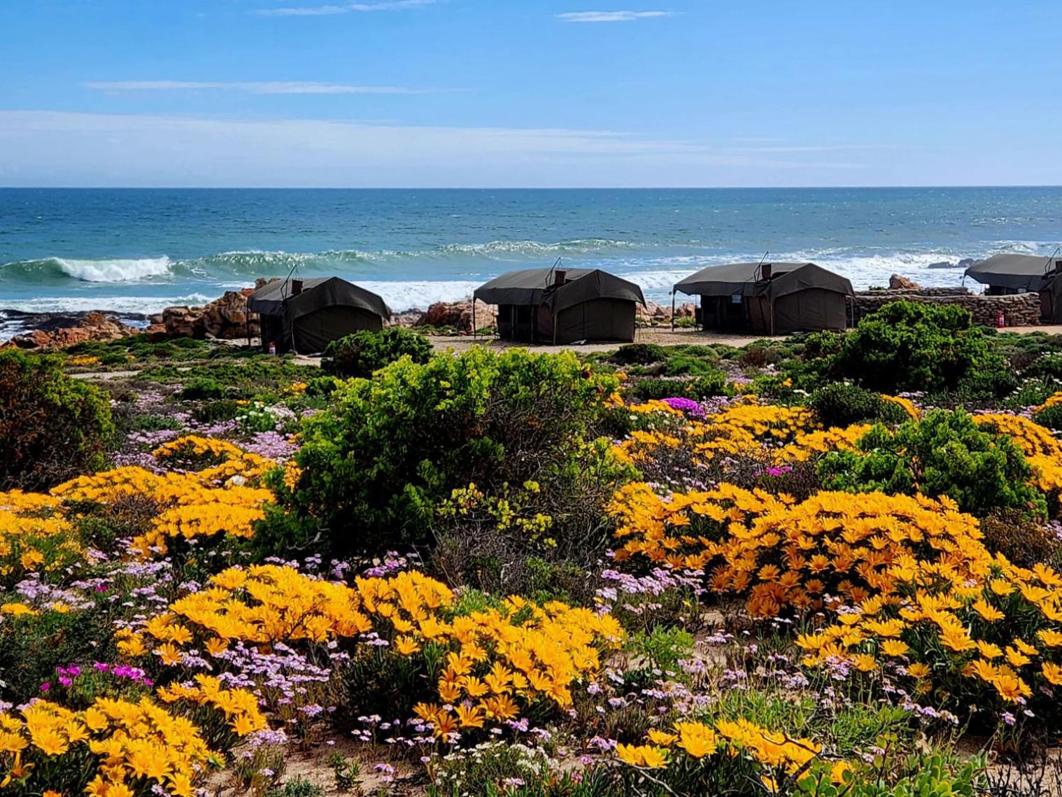 Namaqua Flowers Beach Camp