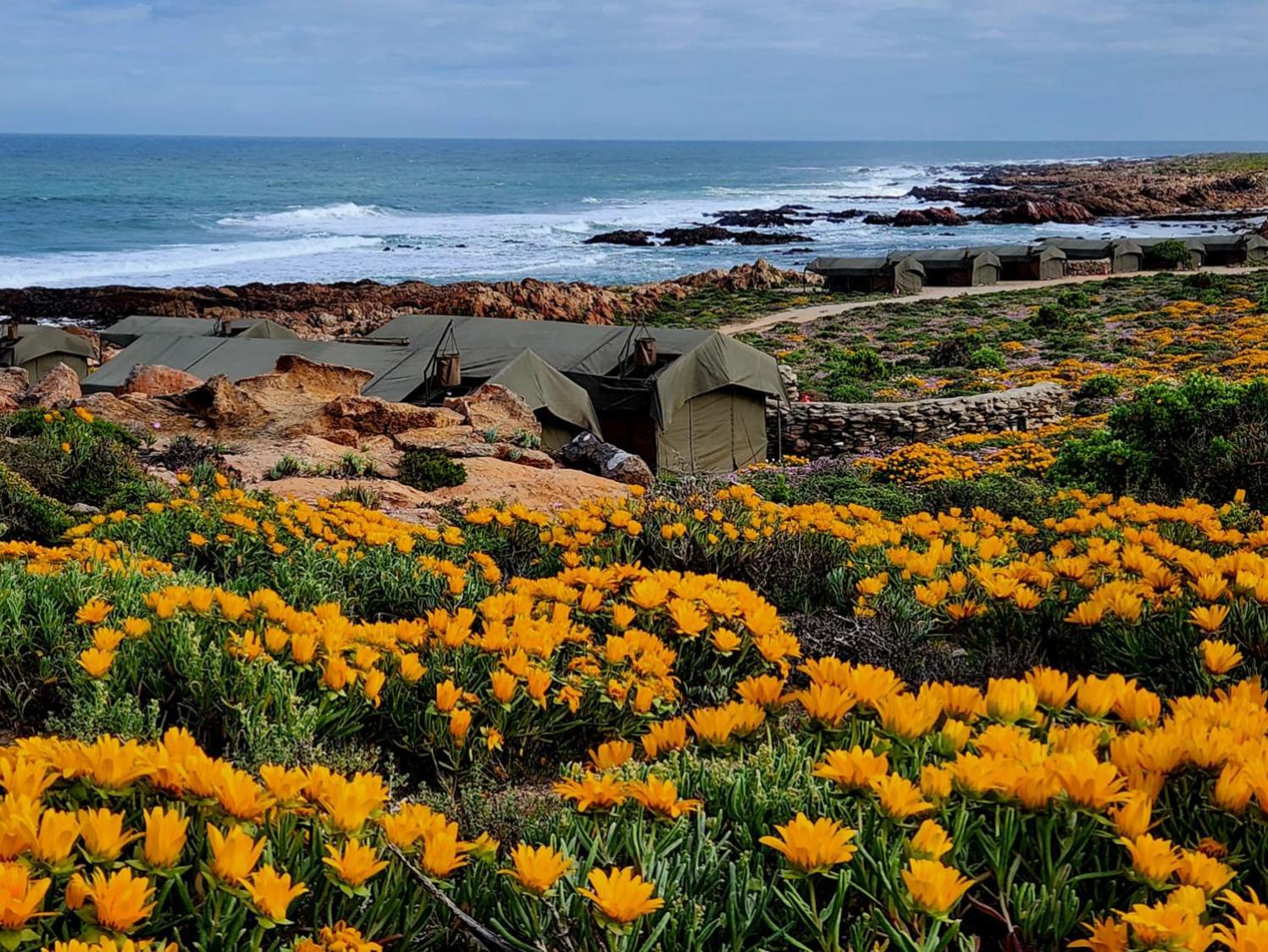 Namaqua Flowers Beach Camp