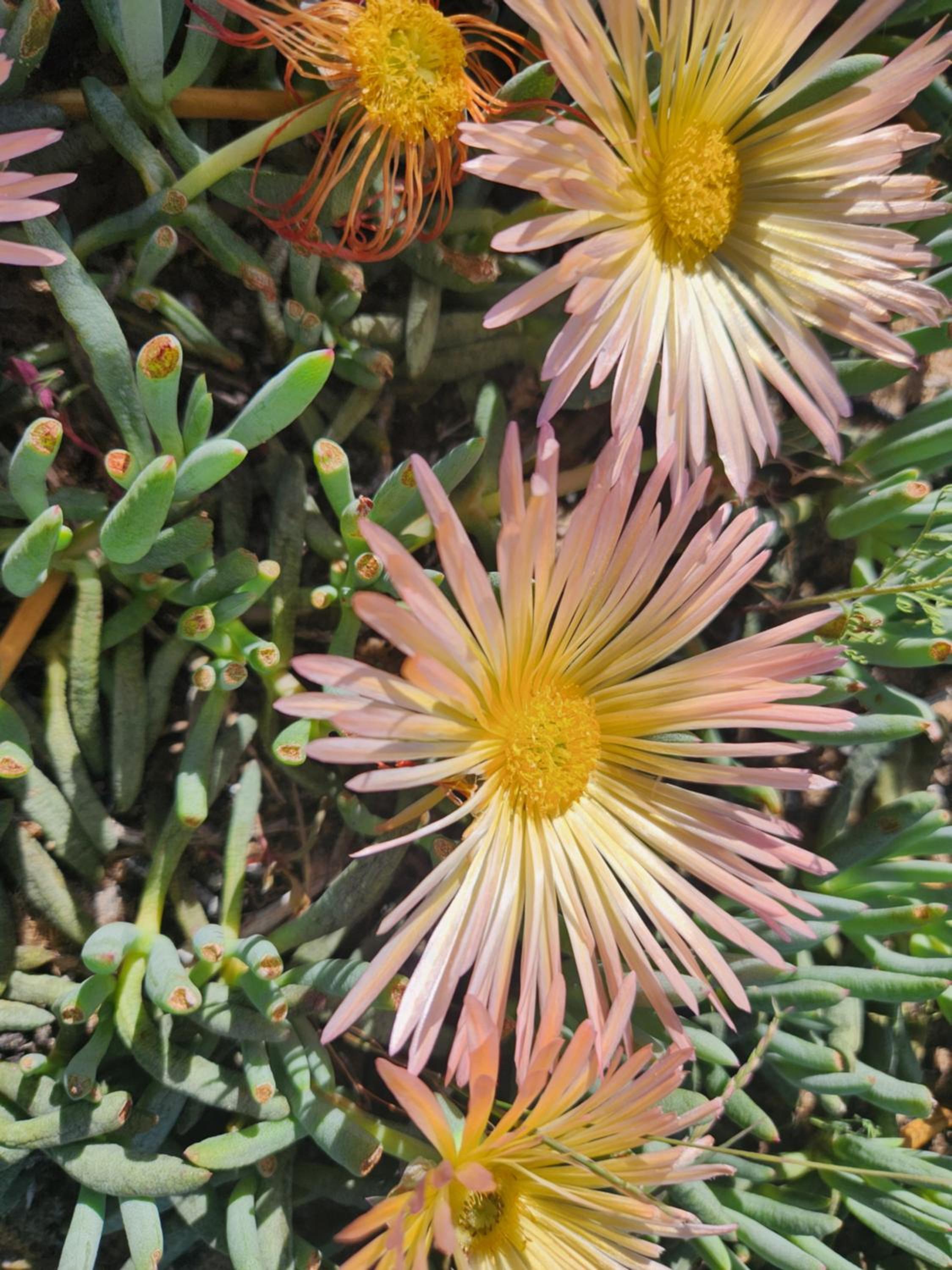 Namaqua Flowers Beach Camp