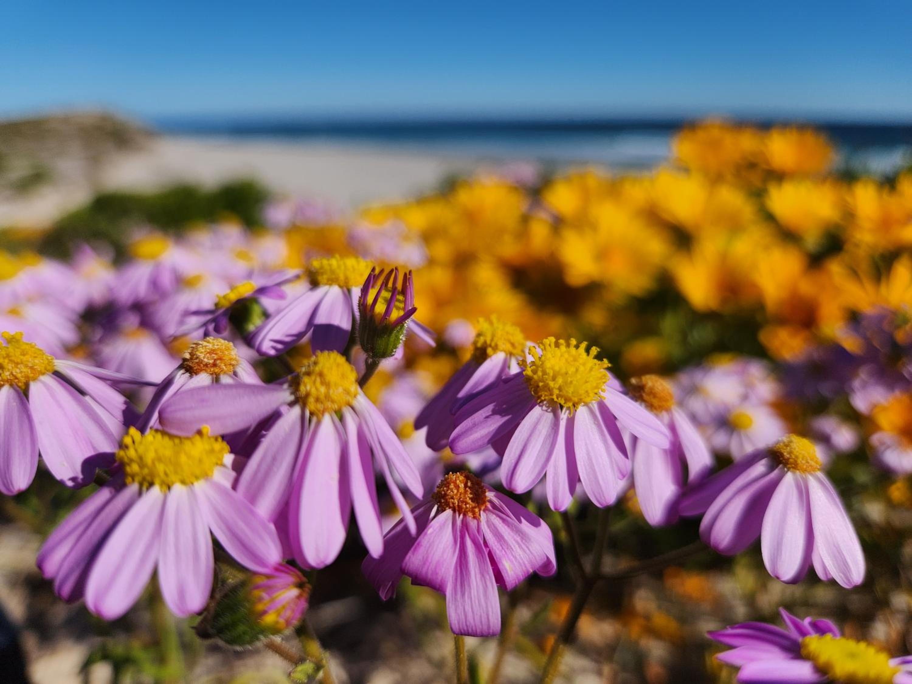 Namaqua Flowers Beach Camp