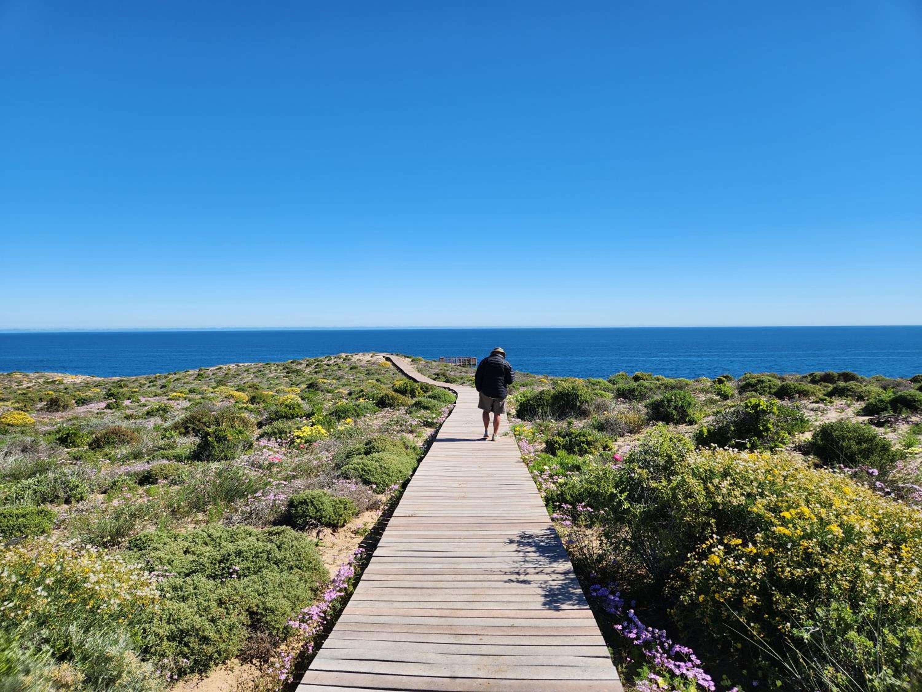 Namaqua Flowers Beach Camp