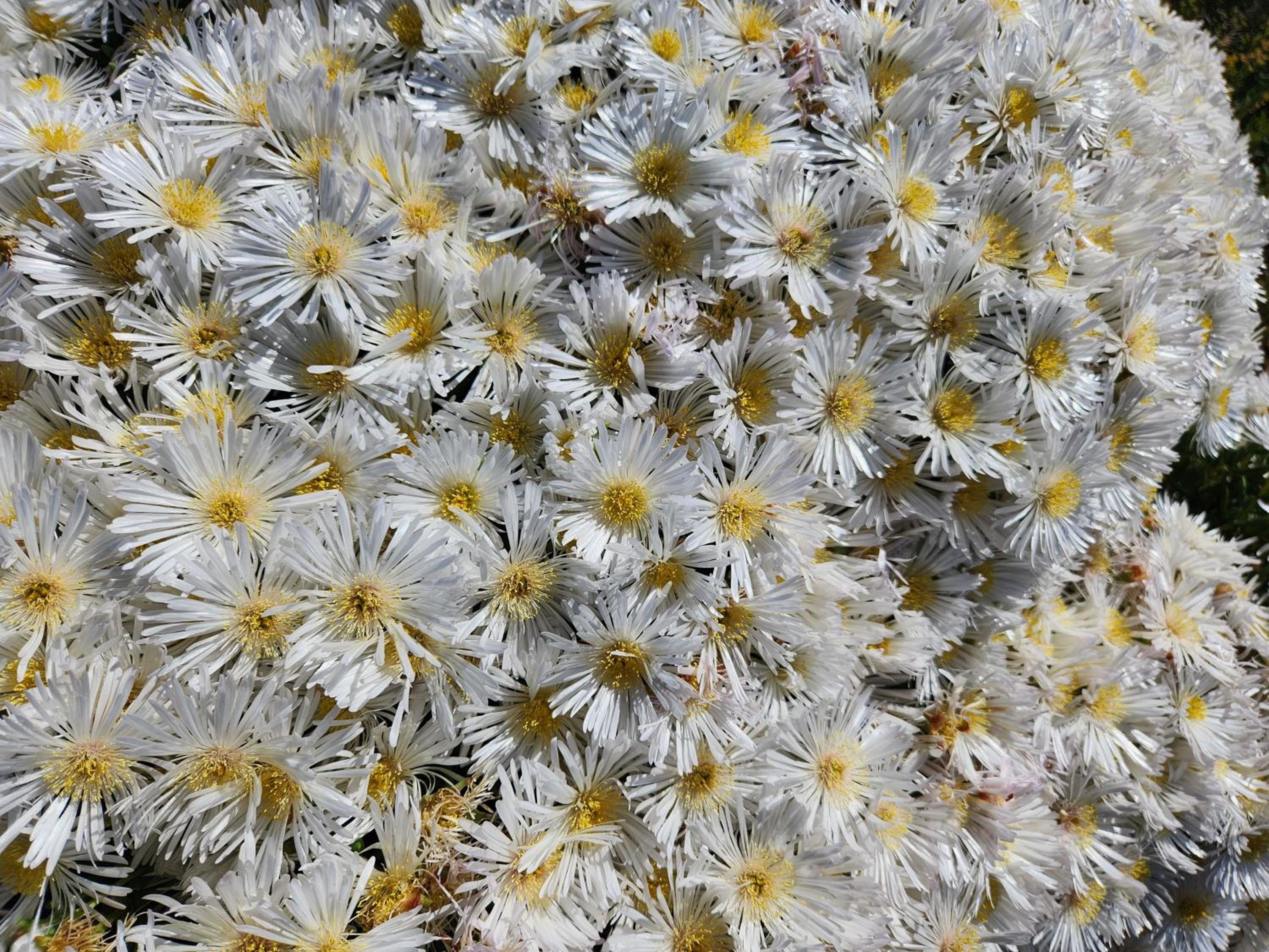 Namaqua Flowers Beach Camp