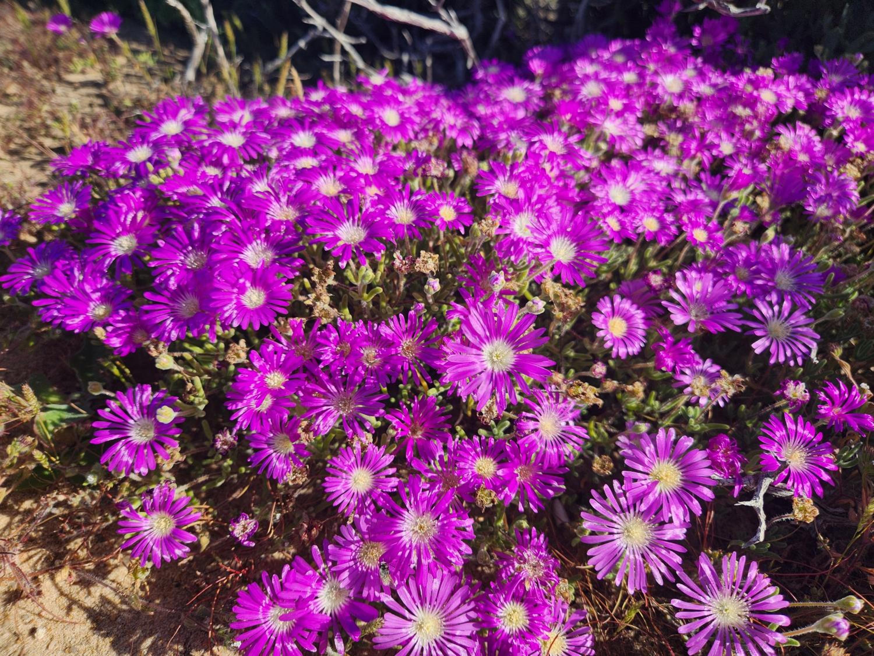 Namaqua Flowers Beach Camp