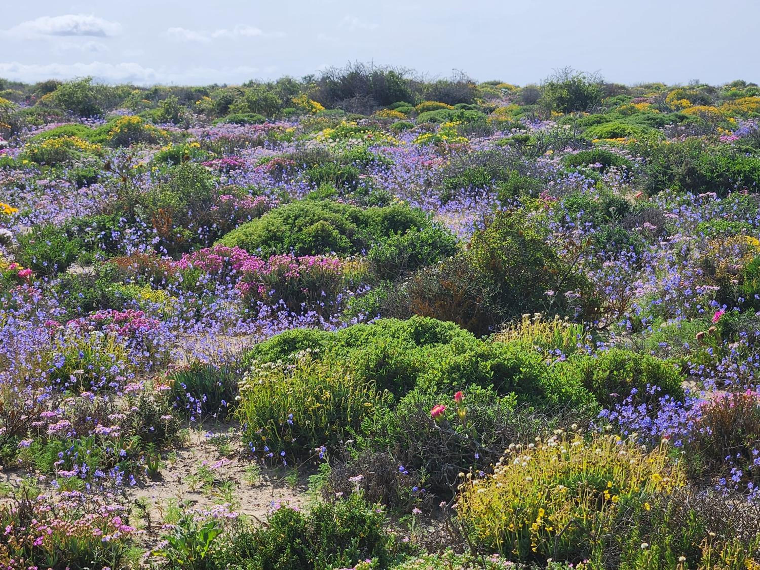 Namaqua Flowers Beach Camp
