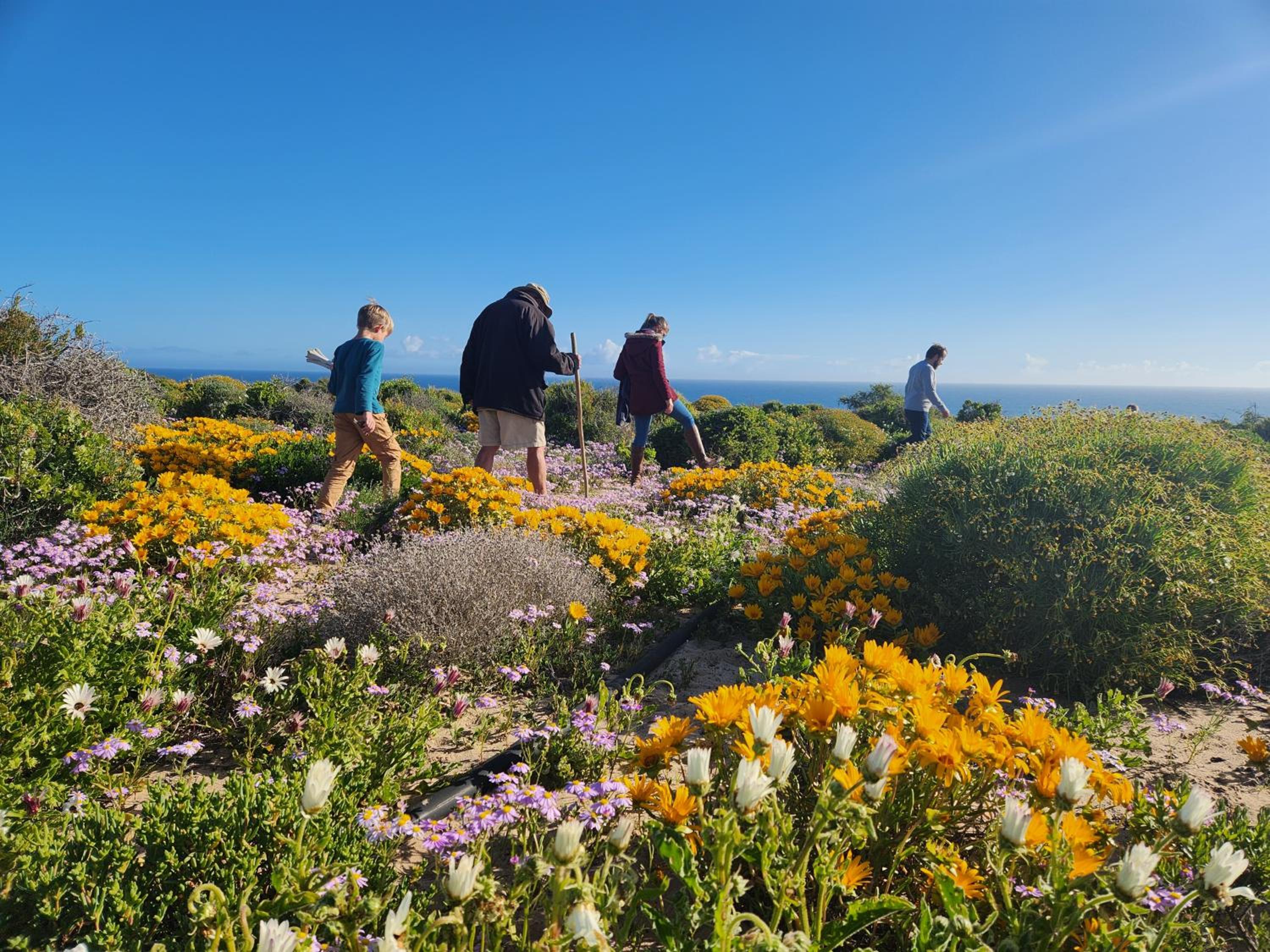 Namaqua Flowers Beach Camp