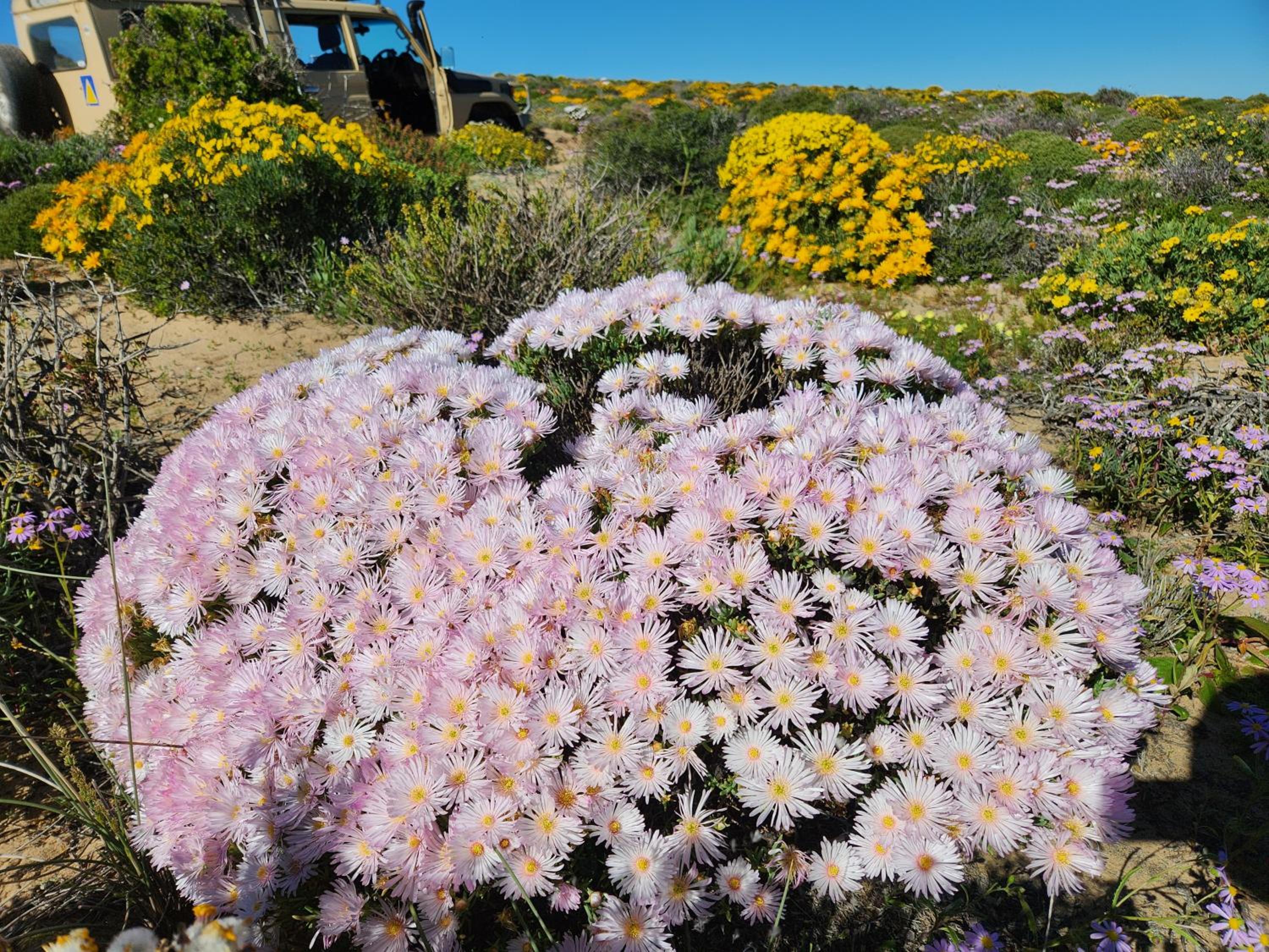 Namaqua Flowers Beach Camp