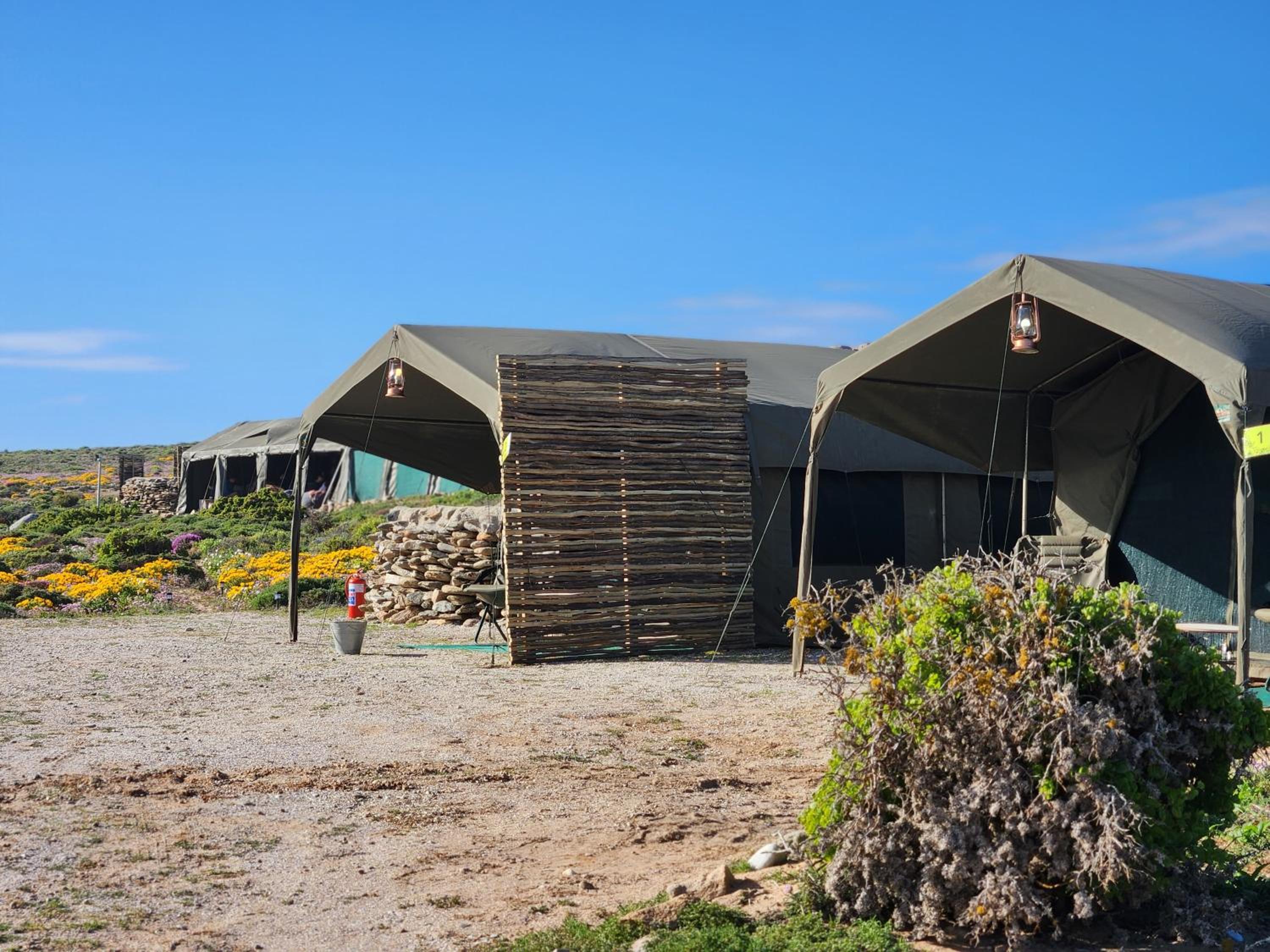 Namaqua Flowers Beach Camp